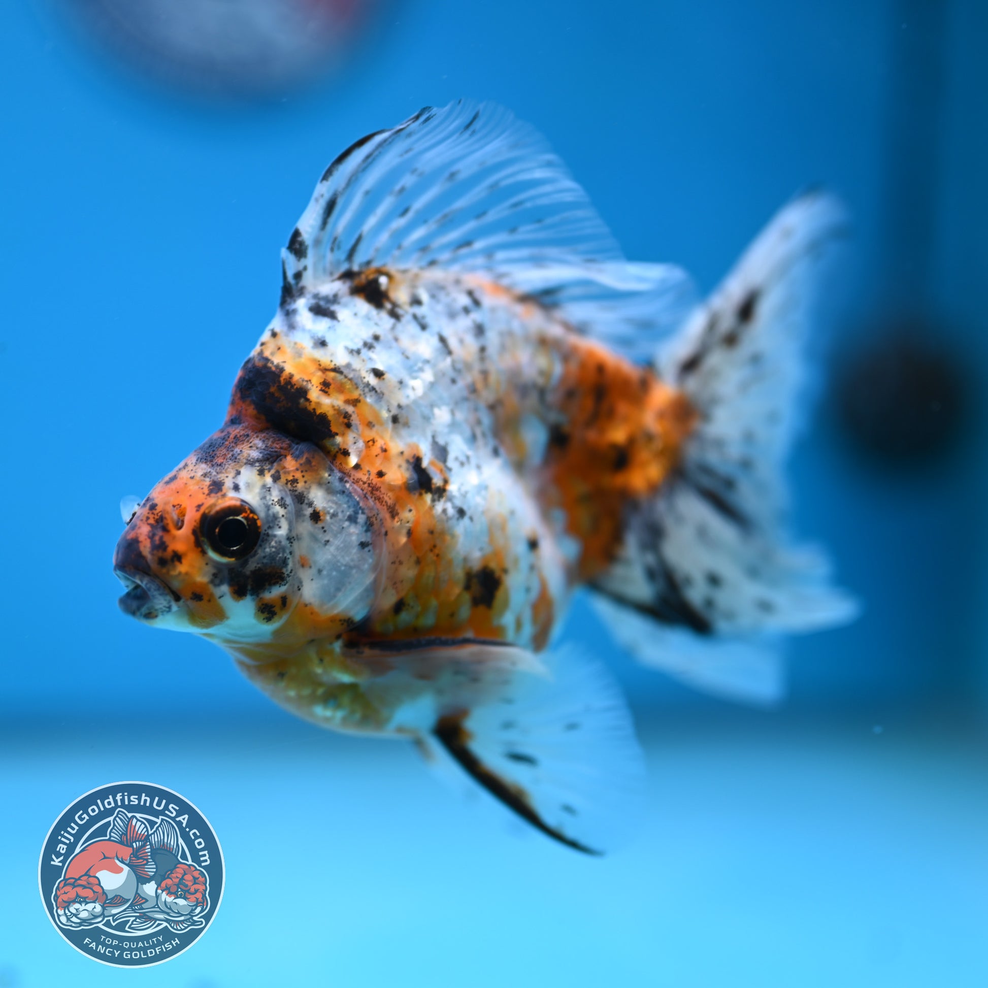 Calico Broad Tail Ryukin 3.6 inch Body (251219_RY03)