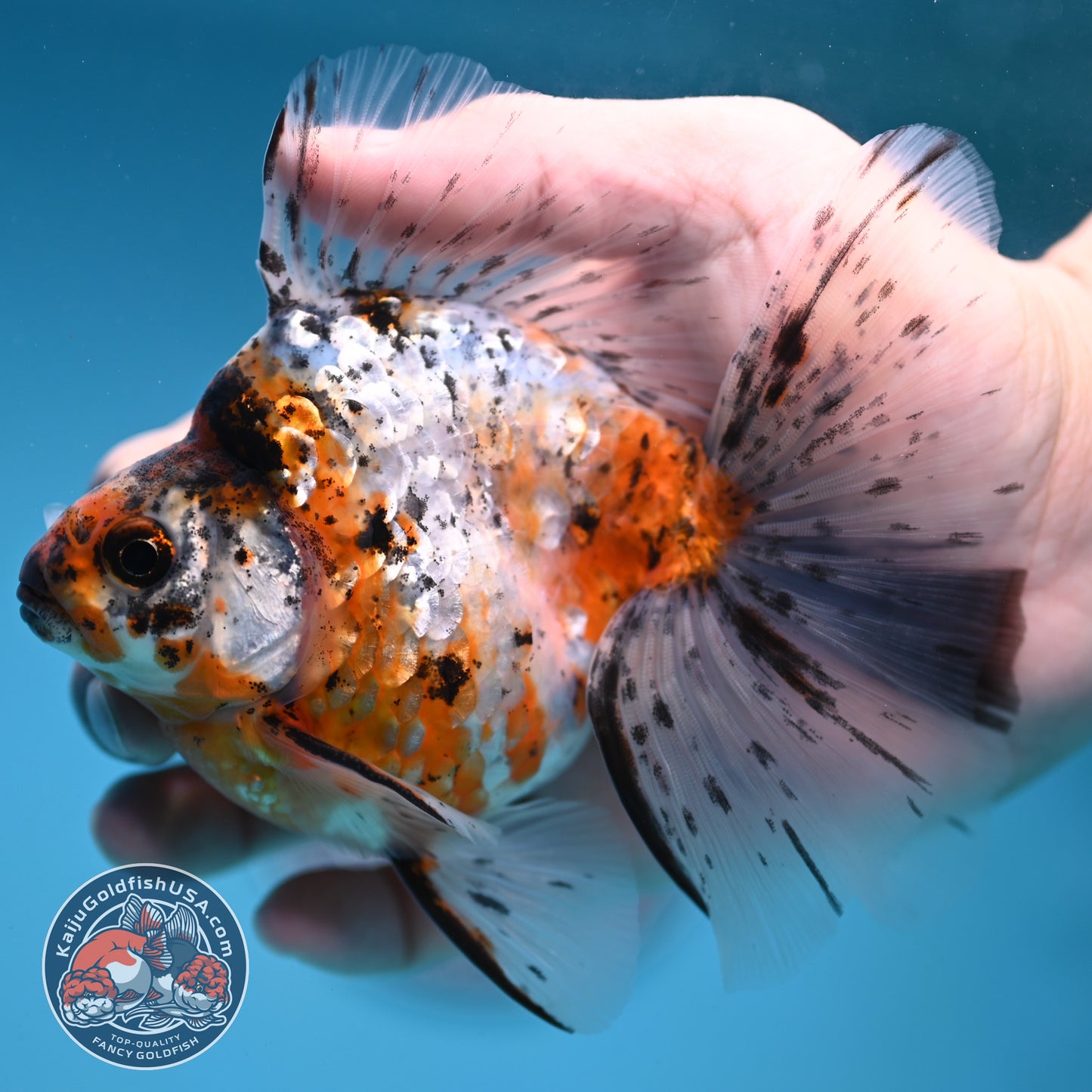 Calico Broad Tail Ryukin 3.6 inch Body (251219_RY03)