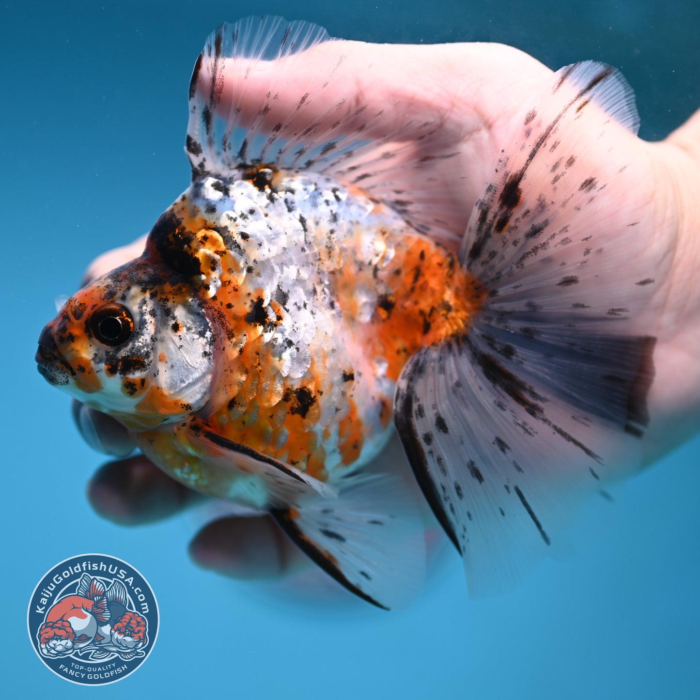Calico Broad Tail Ryukin 3.6 inch Body (251219_RY03)