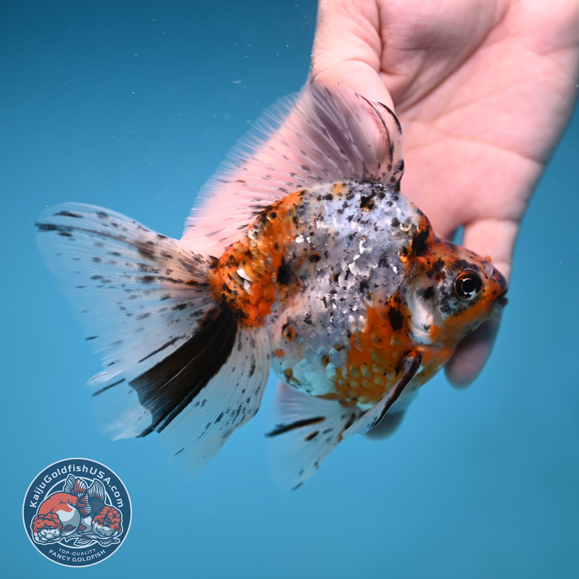 Calico Broad Tail Ryukin 3.6 inch Body (251219_RY03)