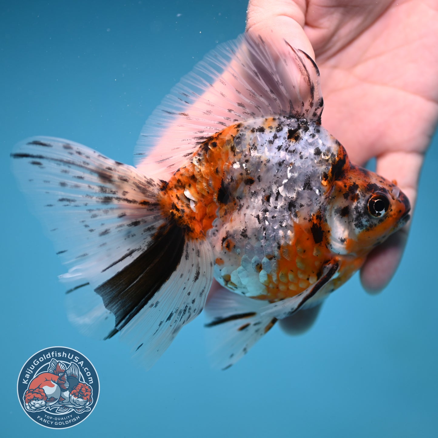 Calico Broad Tail Ryukin 3.6 inch Body (251219_RY03)