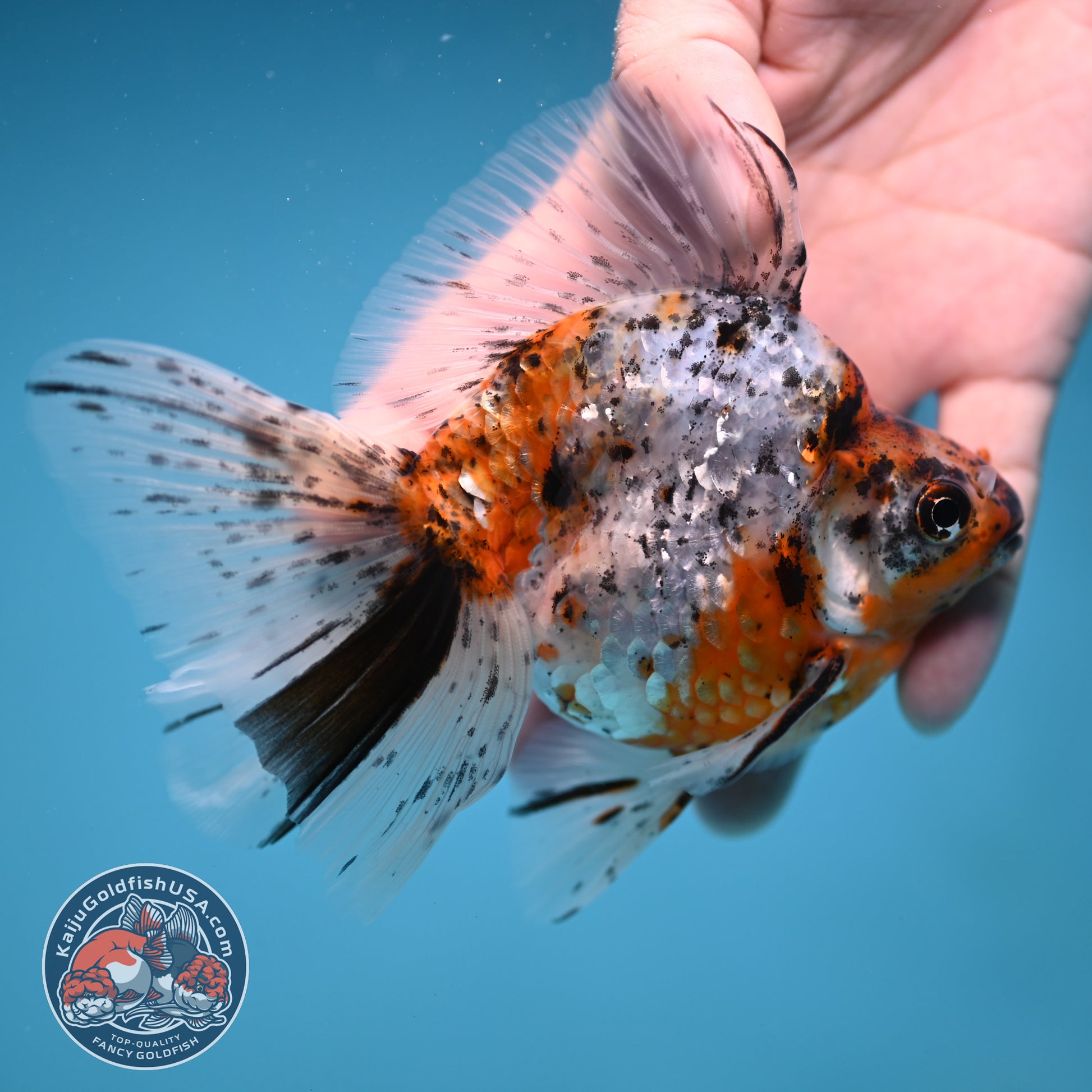 Calico Broad Tail Ryukin 3.6 inch Body (251219_RY03)