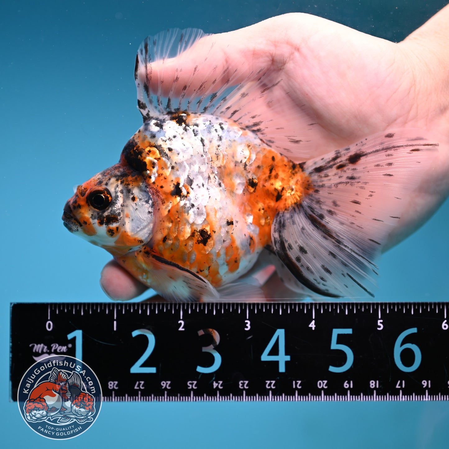 Calico Broad Tail Ryukin 3.6 inch Body (251219_RY03)