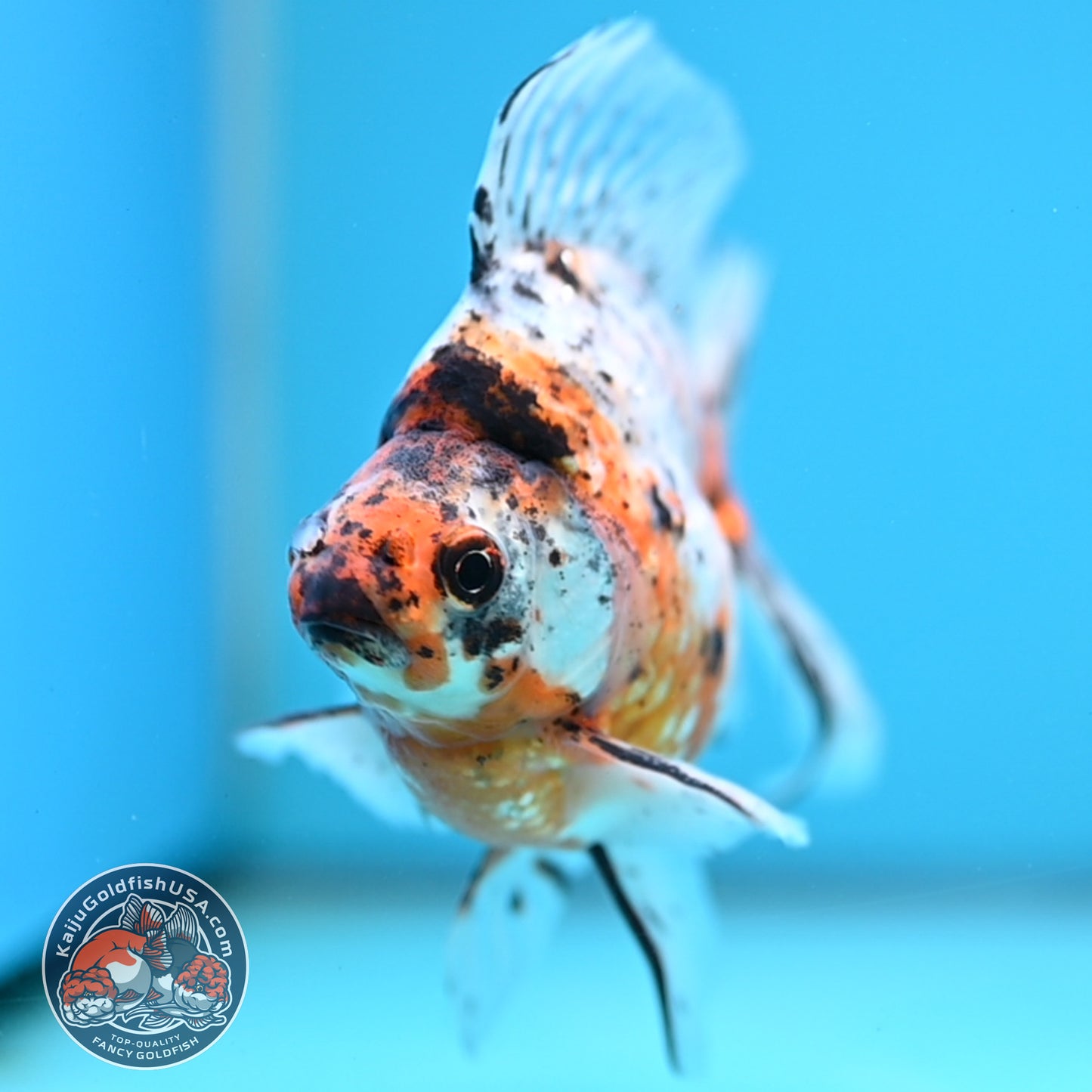 Calico Broad Tail Ryukin 3.6 inch Body (251219_RY03)