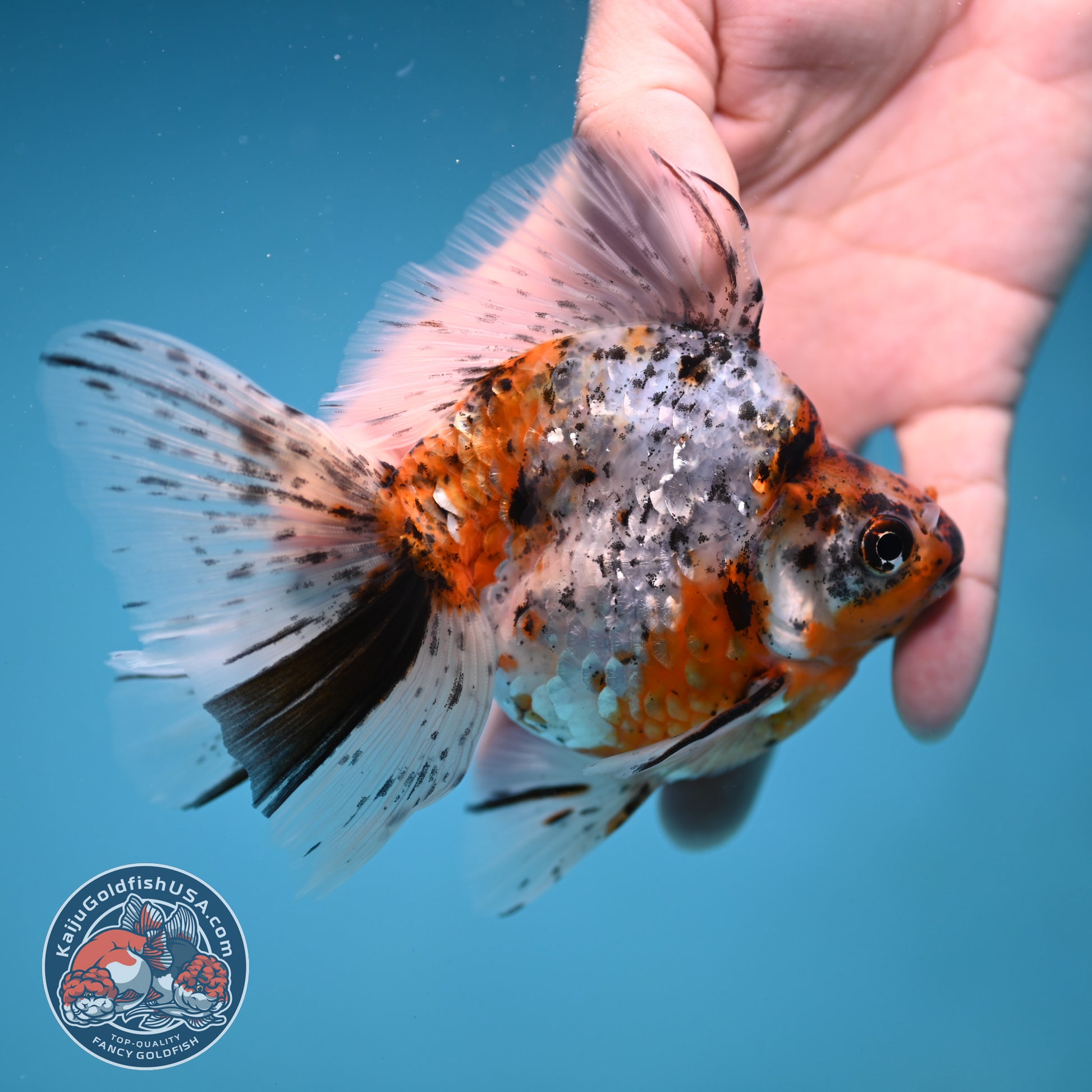 Calico Broad Tail Ryukin 3.6 inch Body (251219_RY03)