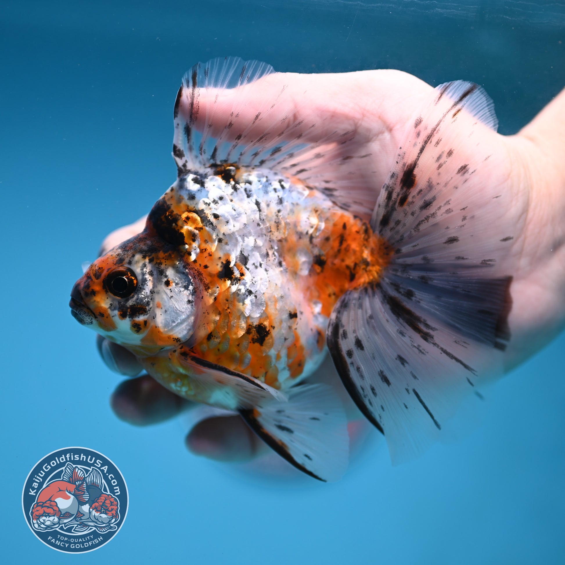 Calico Broad Tail Ryukin 3.6 inch Body (251219_RY03)