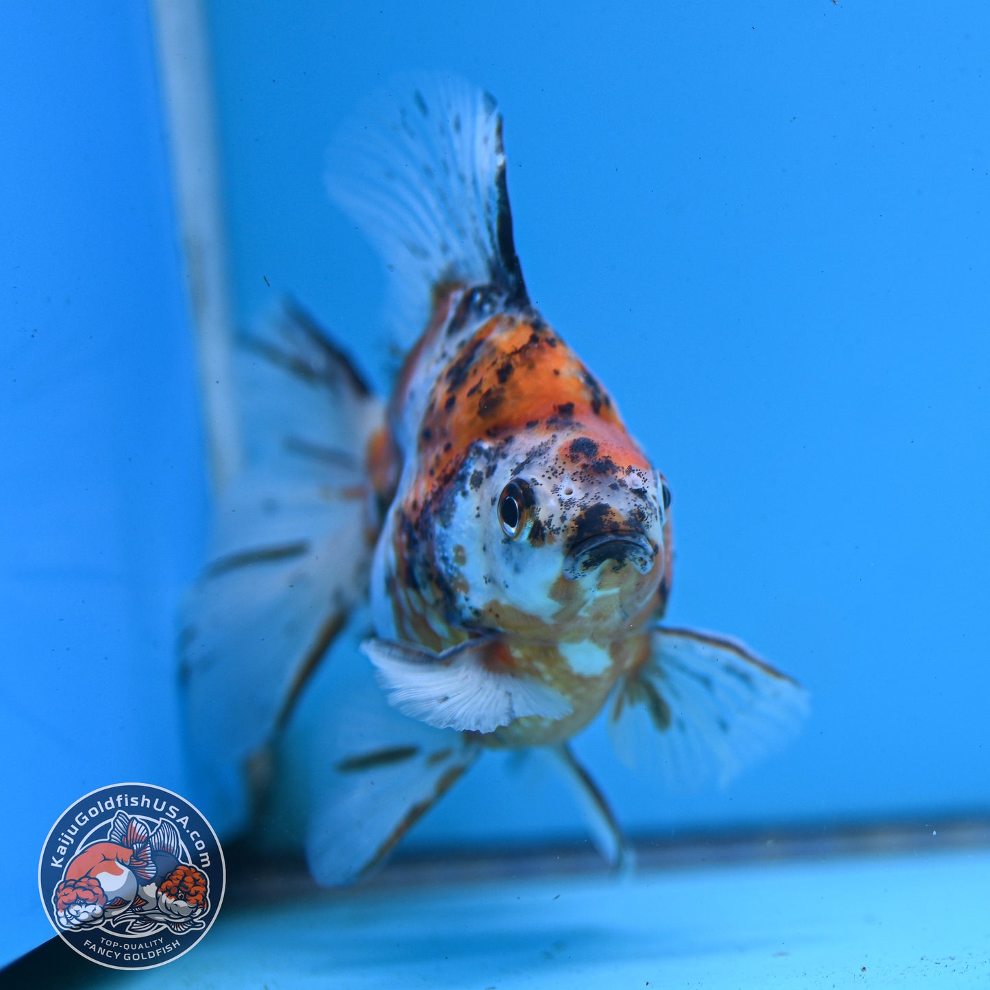 Calico Broadtail Ryukin 3.5 inch Body (251031_RY03)