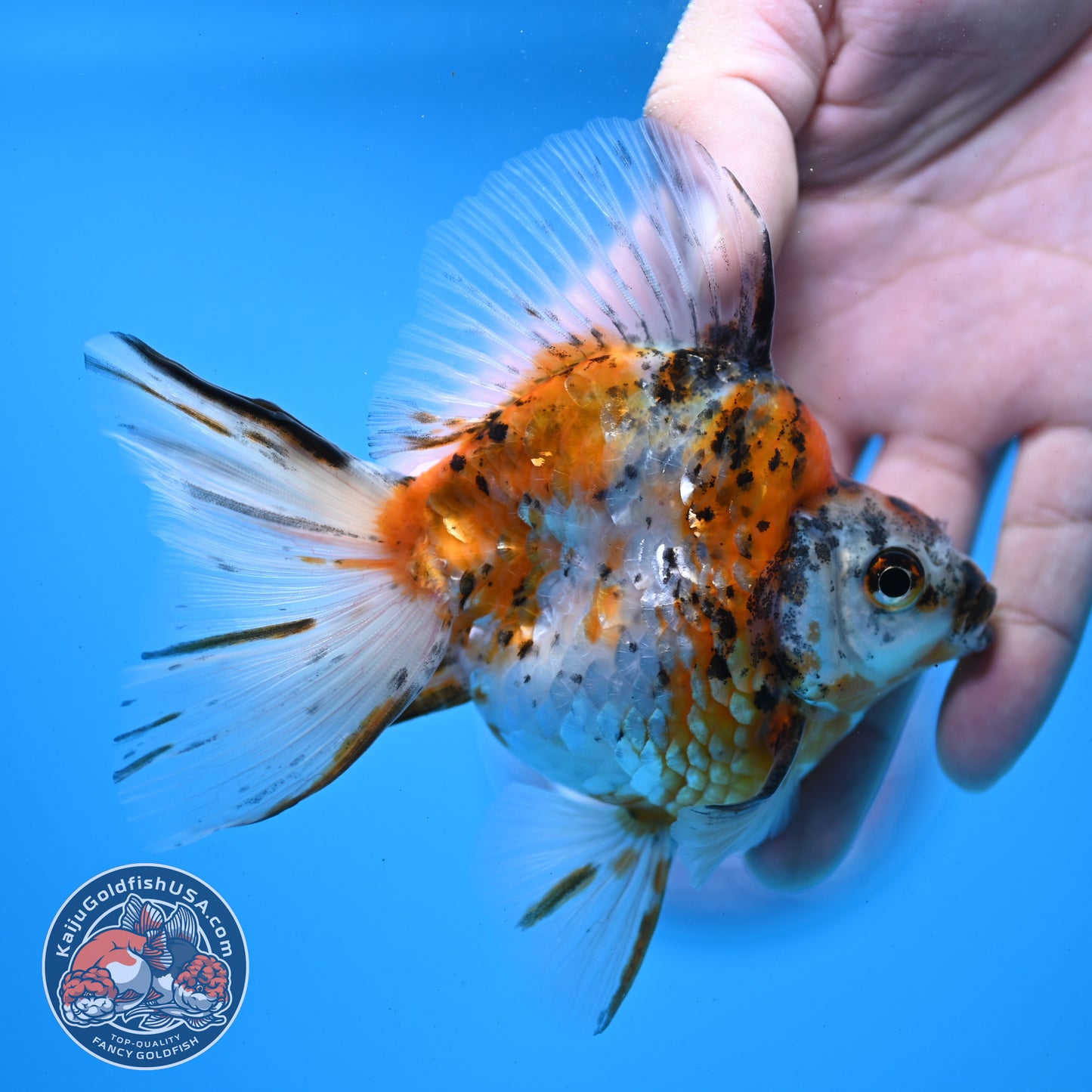Calico Broadtail Ryukin 3.5 inch Body (251031_RY03)