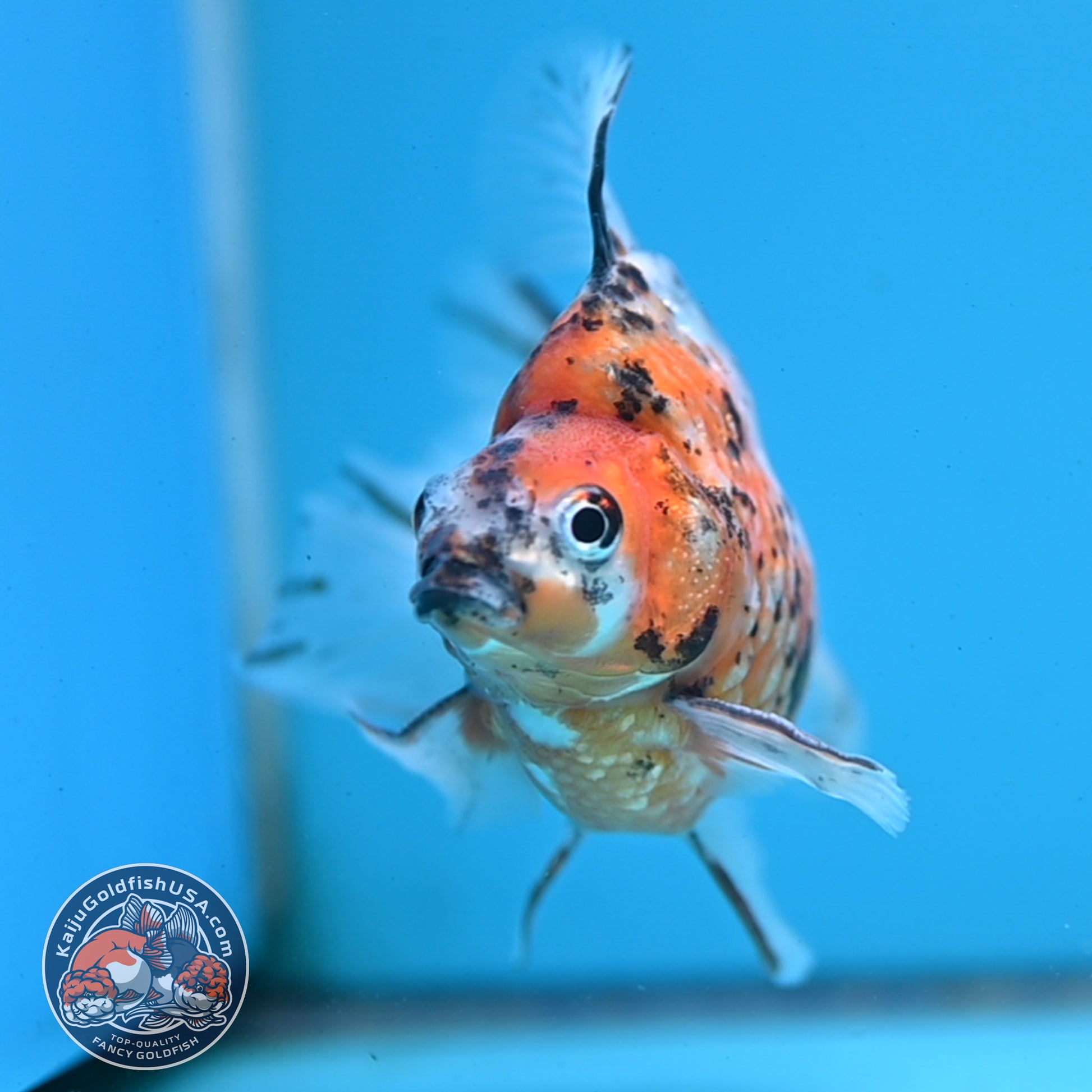 Calico Broadtail Ryukin 3.5 inch Body (251031_RY03)