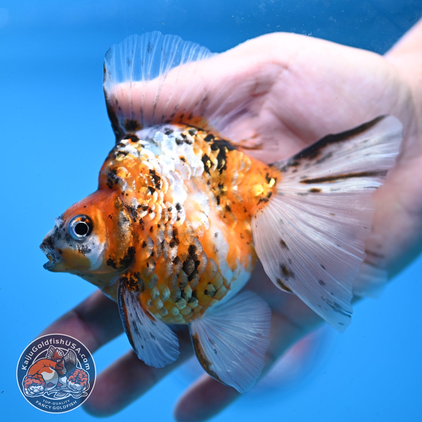 Calico Broadtail Ryukin 3.5 inch Body (251031_RY03)
