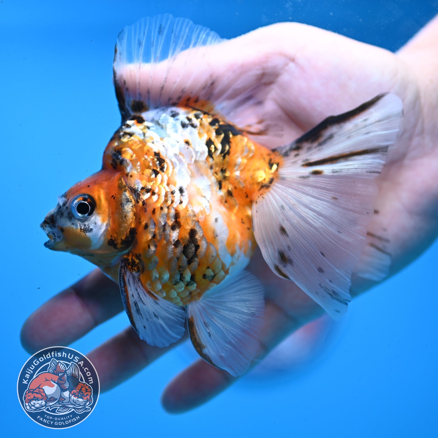 Calico Broadtail Ryukin 3.5 inch Body (251031_RY03)