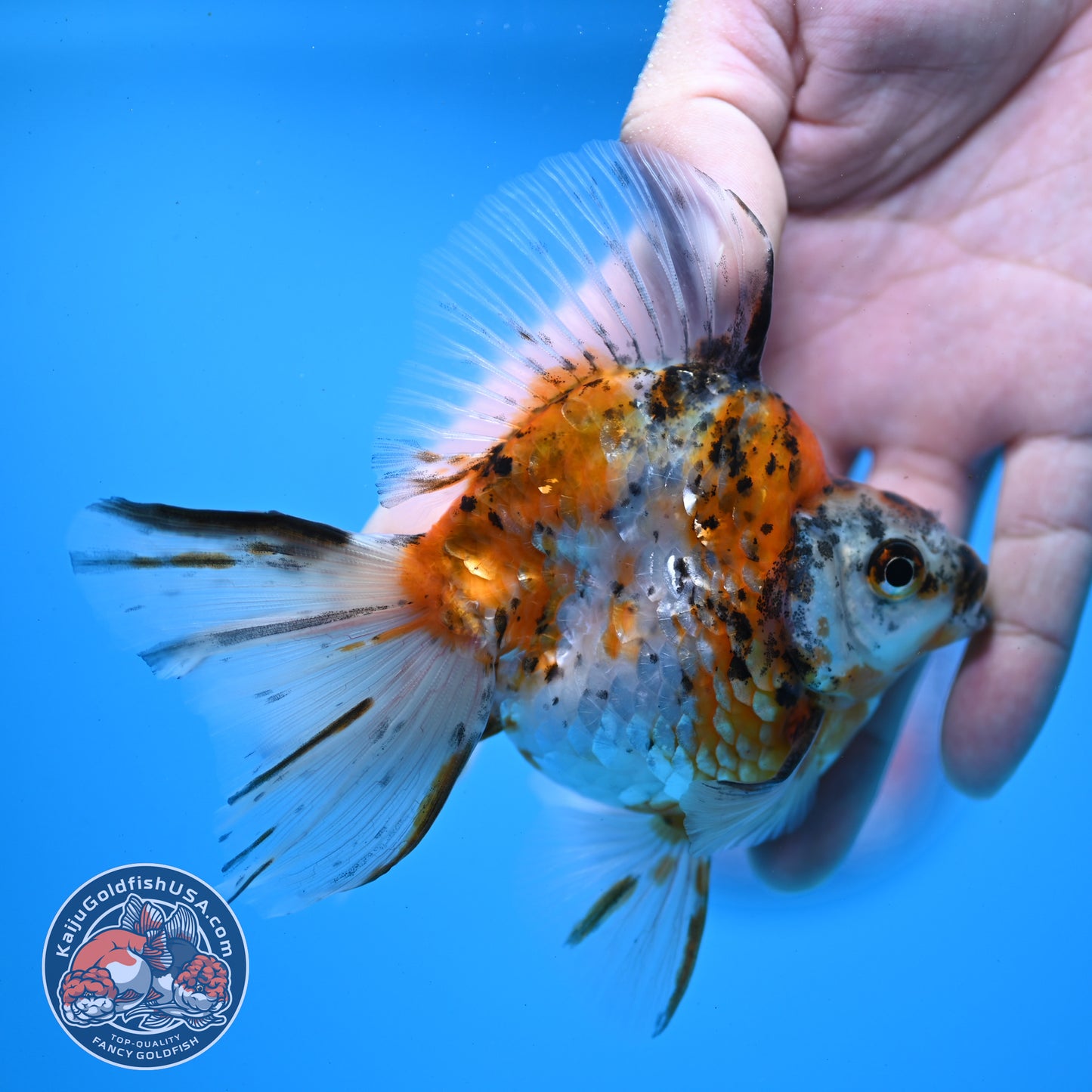 Calico Broadtail Ryukin 3.5 inch Body (251031_RY03)