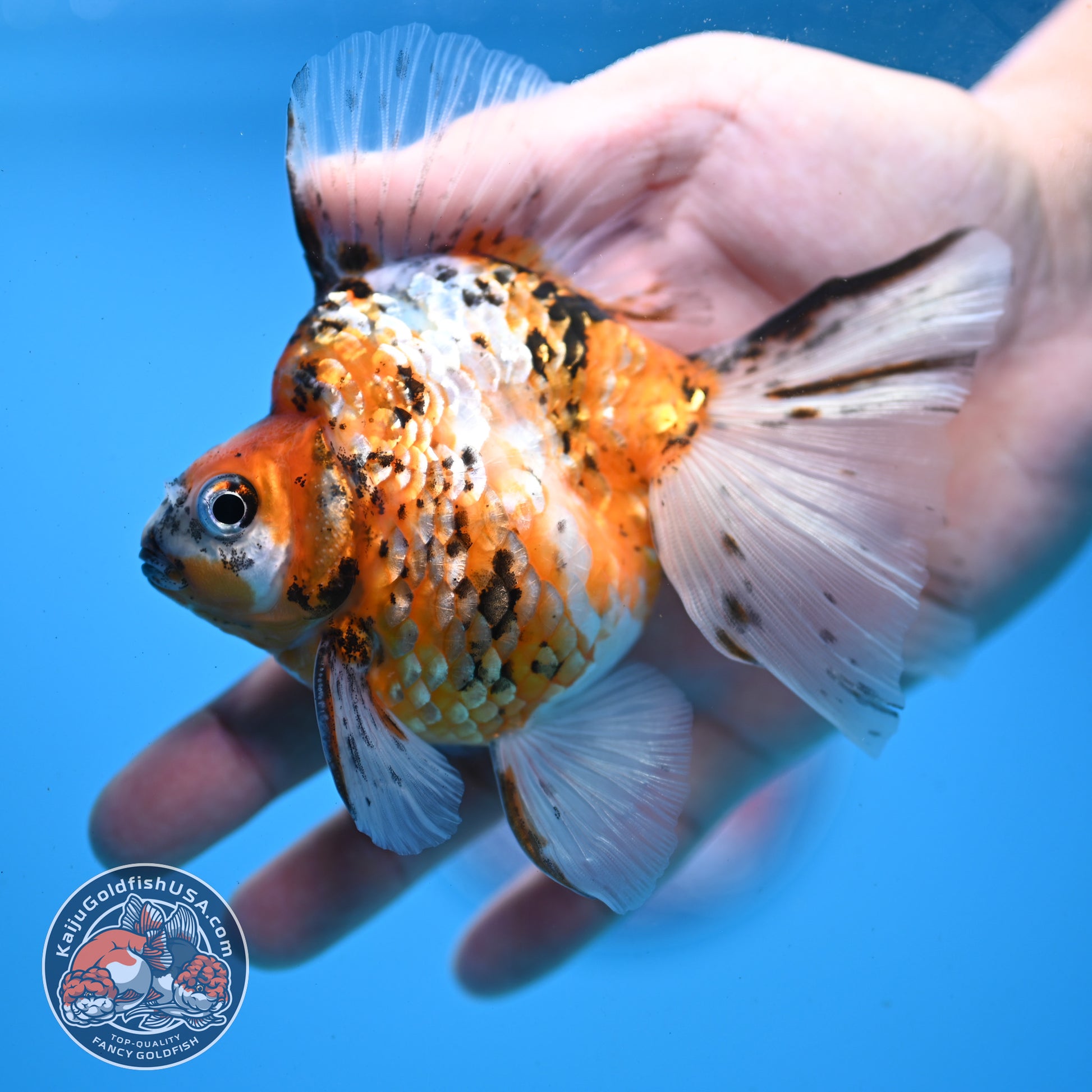 Calico Broadtail Ryukin 3.5 inch Body (251031_RY03)