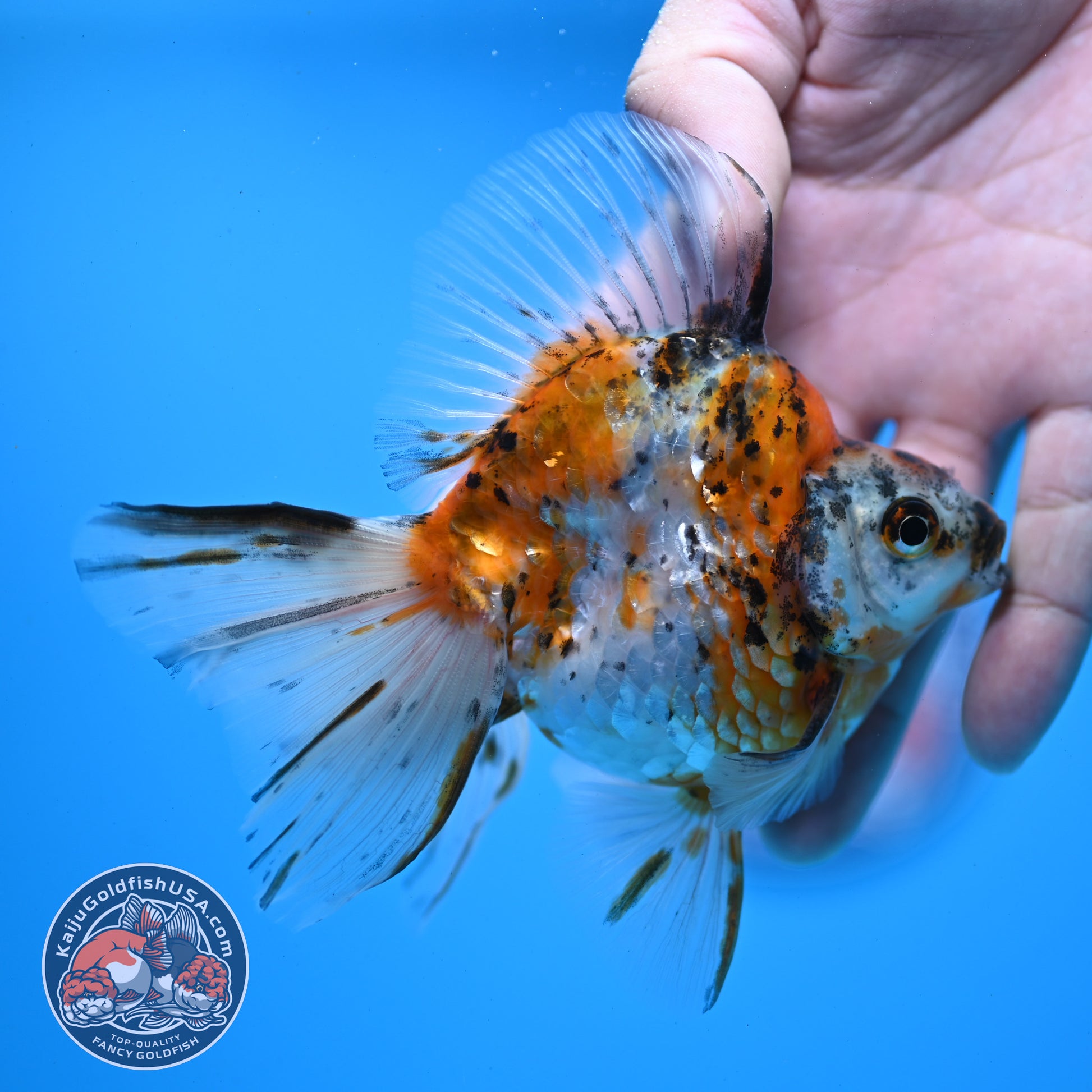 Calico Broadtail Ryukin 3.5 inch Body (251031_RY03)