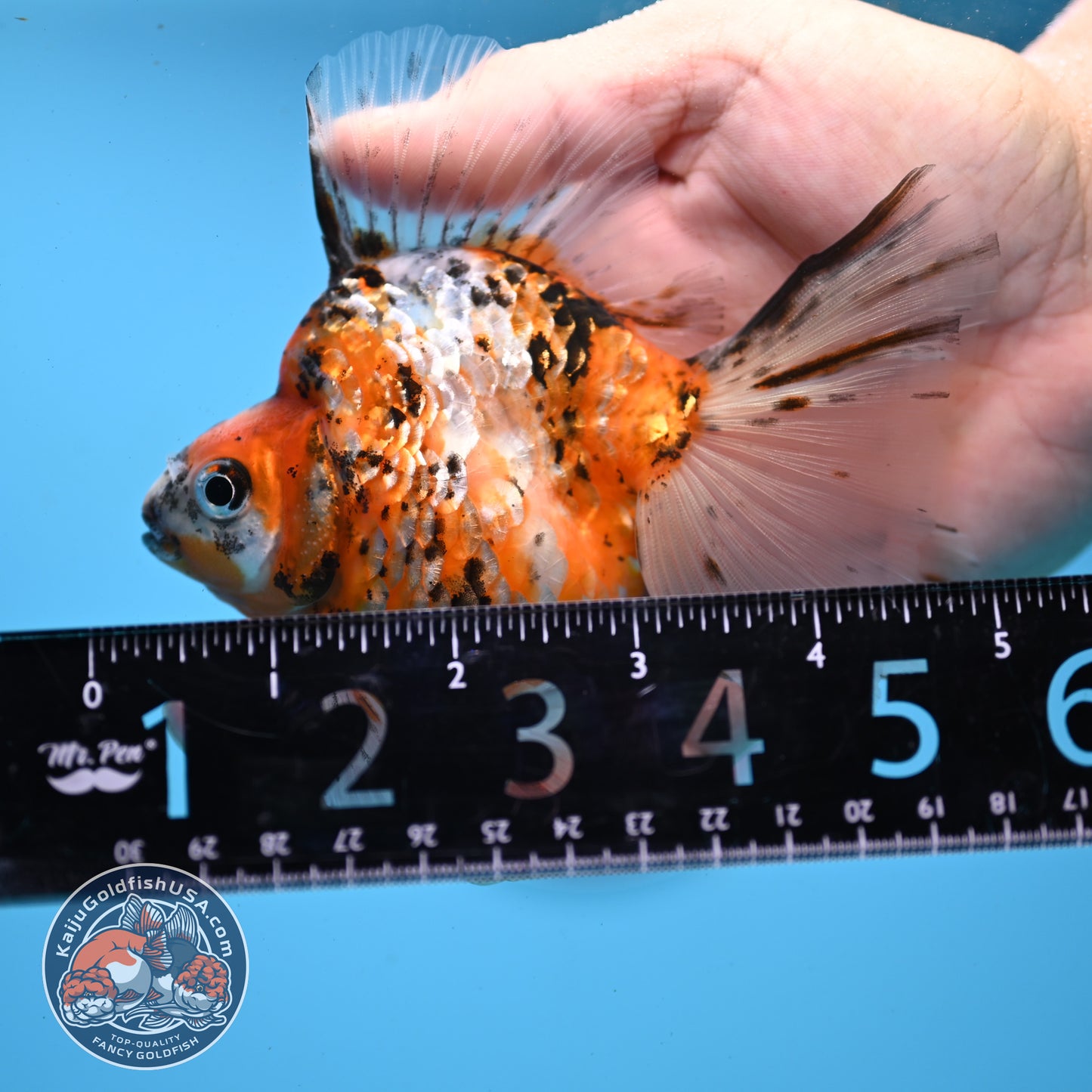 Calico Broadtail Ryukin 3.5 inch Body (251031_RY03)