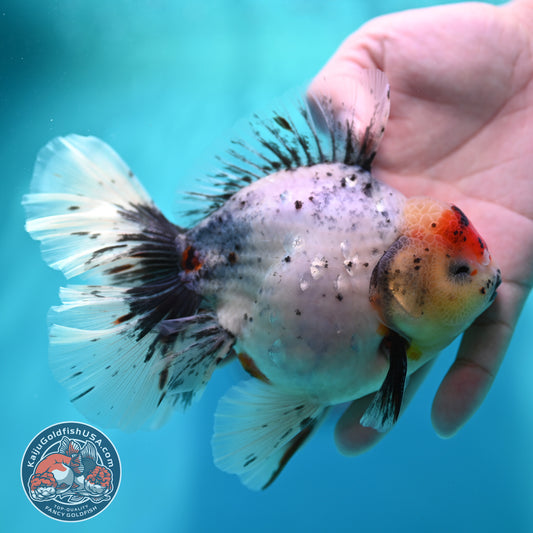 Calico Orchid Tail Oranda 4 inch Body (260501_OR12)