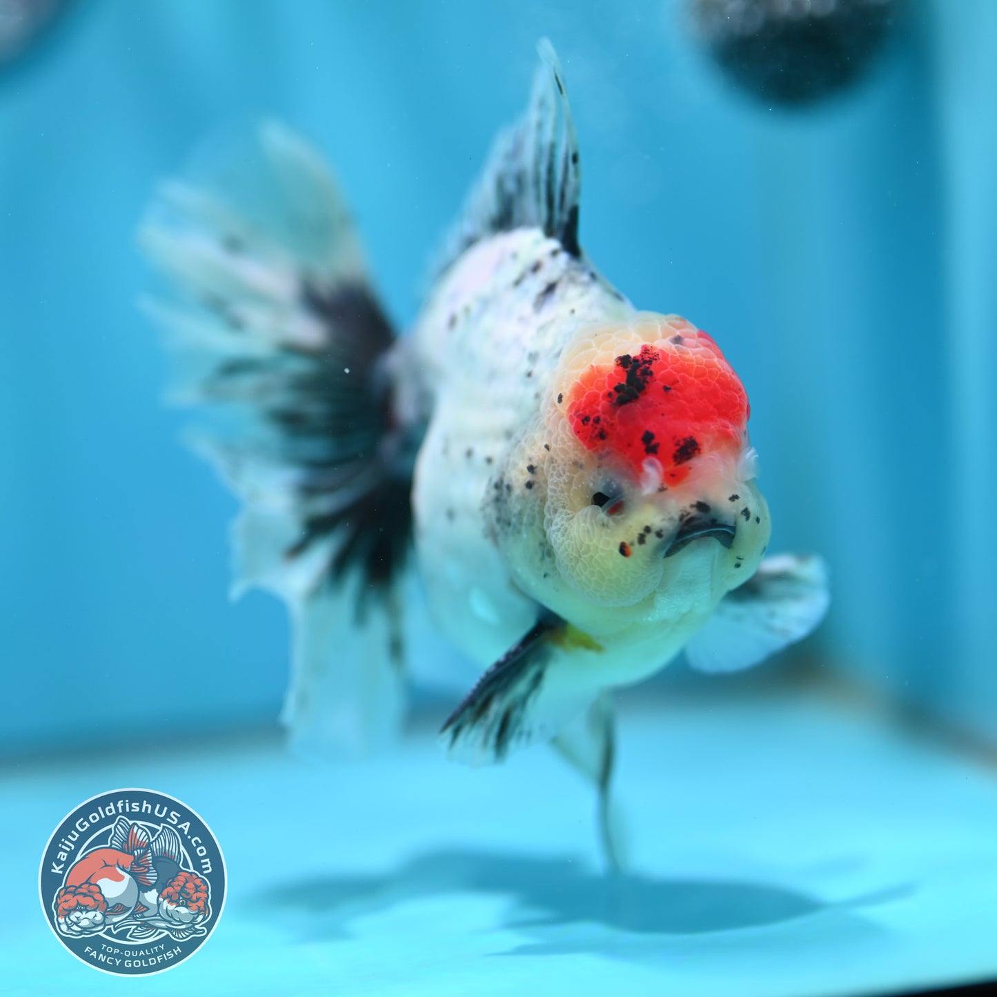 Calico Orchid Tail Oranda 4 inch Body (260501_OR12)