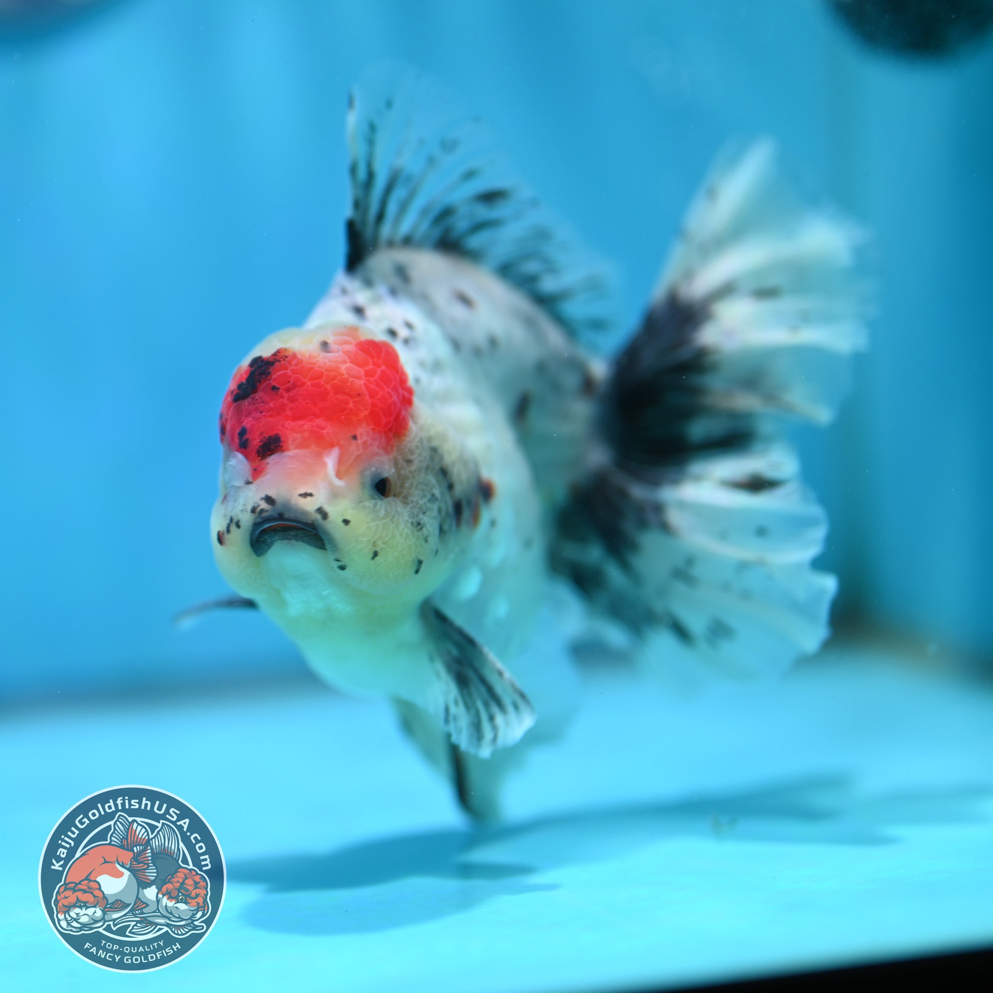 Calico Orchid Tail Oranda 4 inch Body (260501_OR12)