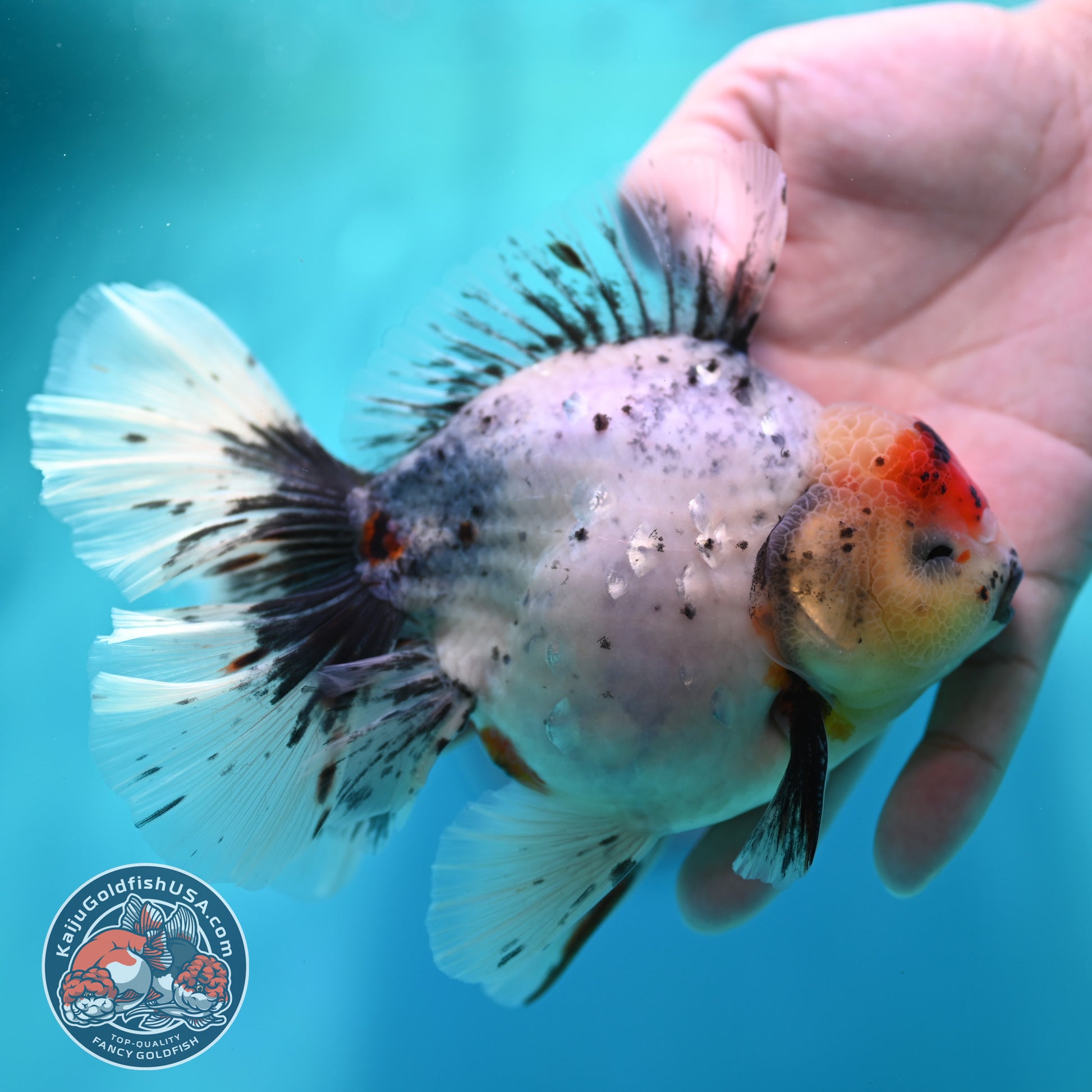 Calico Orchid Tail Oranda 4 inch Body (260501_OR12)