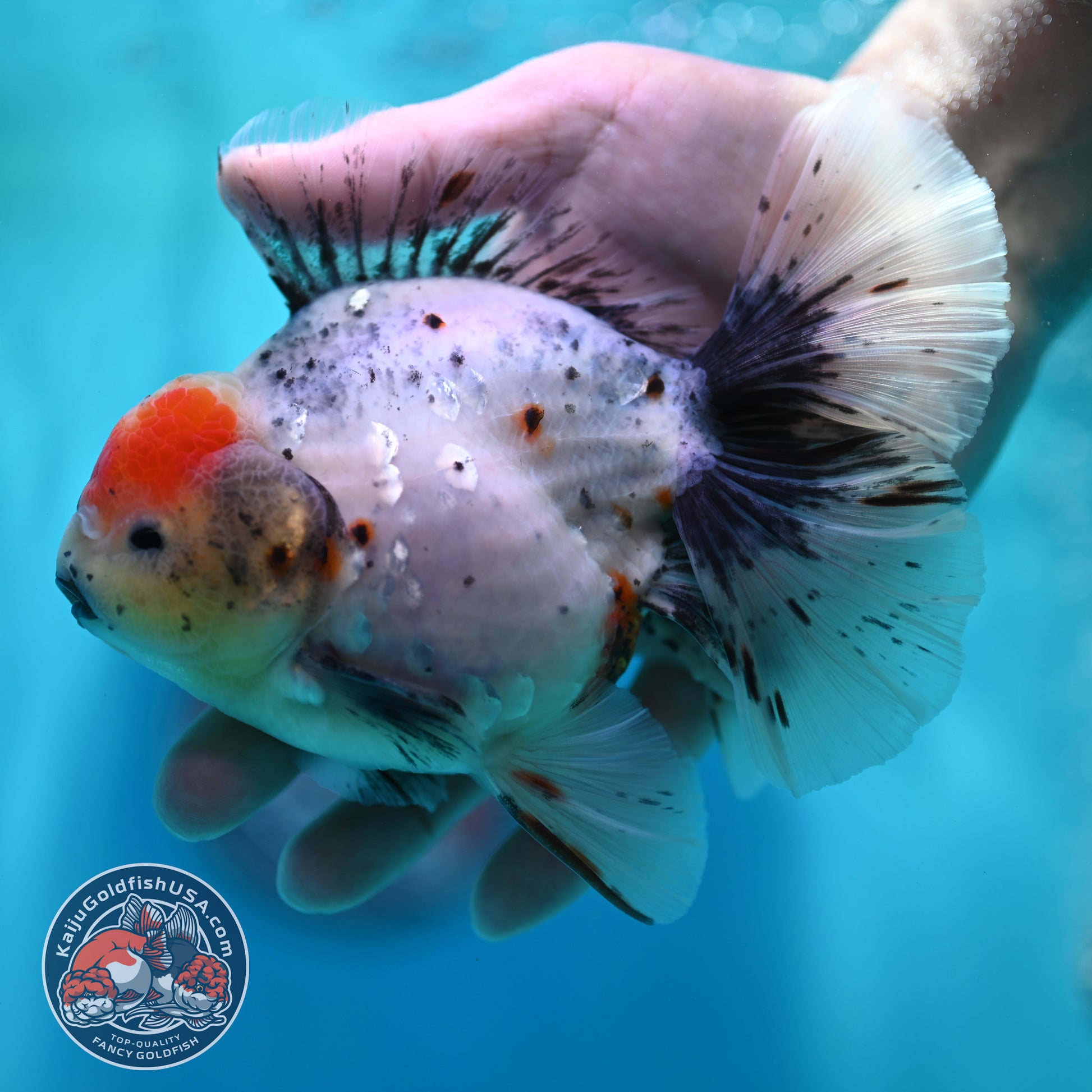 Calico Orchid Tail Oranda 4 inch Body (260501_OR12)
