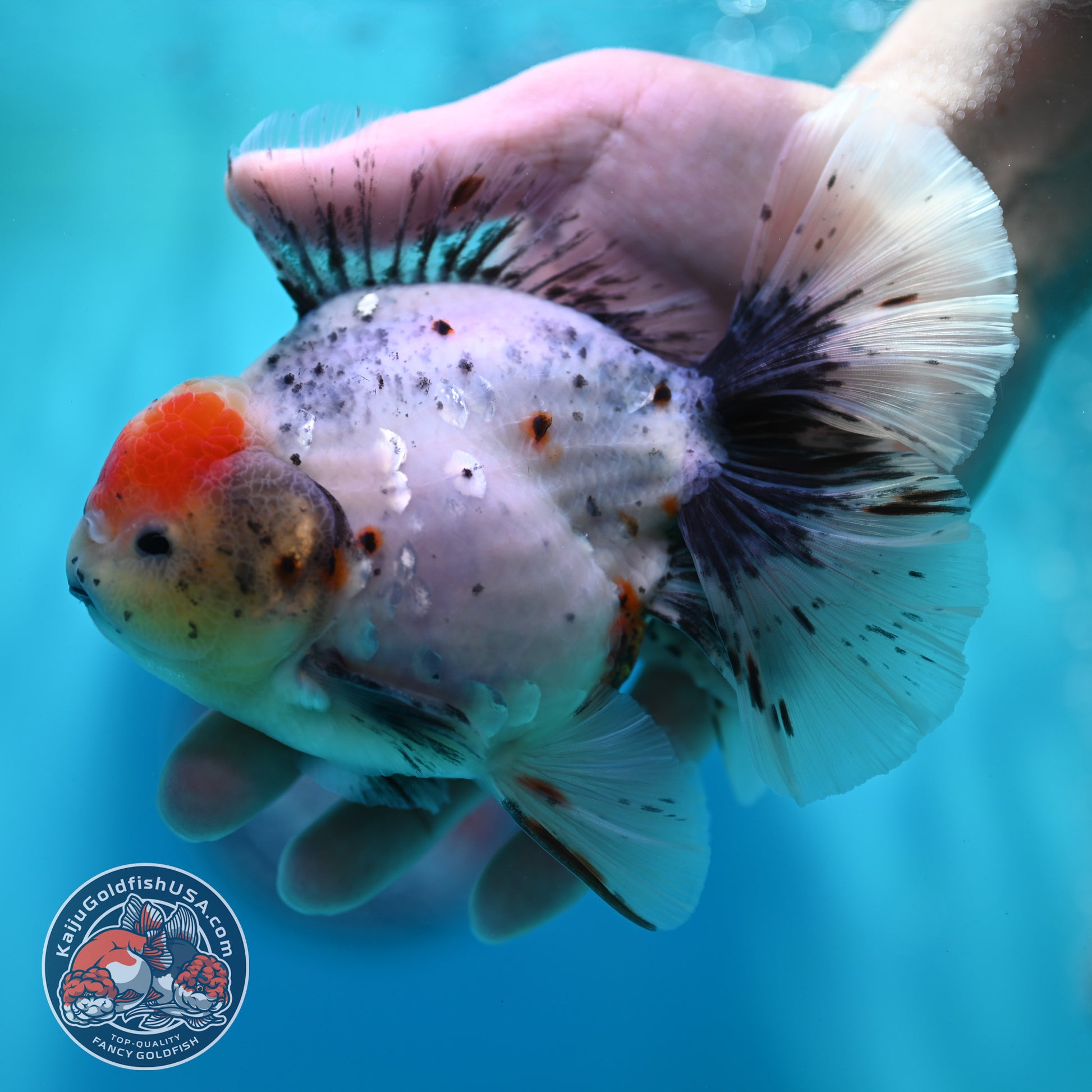 Calico Orchid Tail Oranda 4 inch Body (260501_OR12)