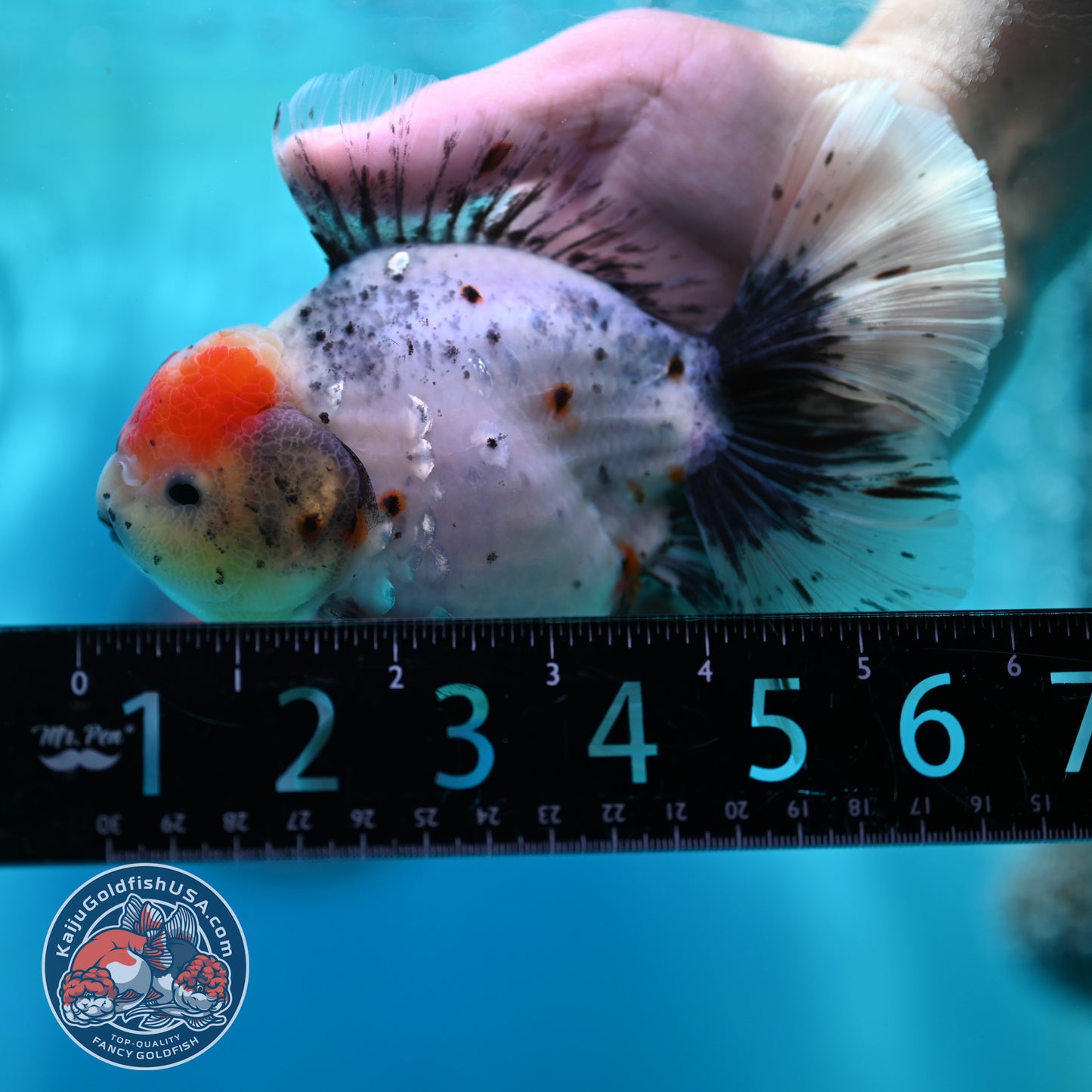 Calico Orchid Tail Oranda 4 inch Body (260501_OR12)