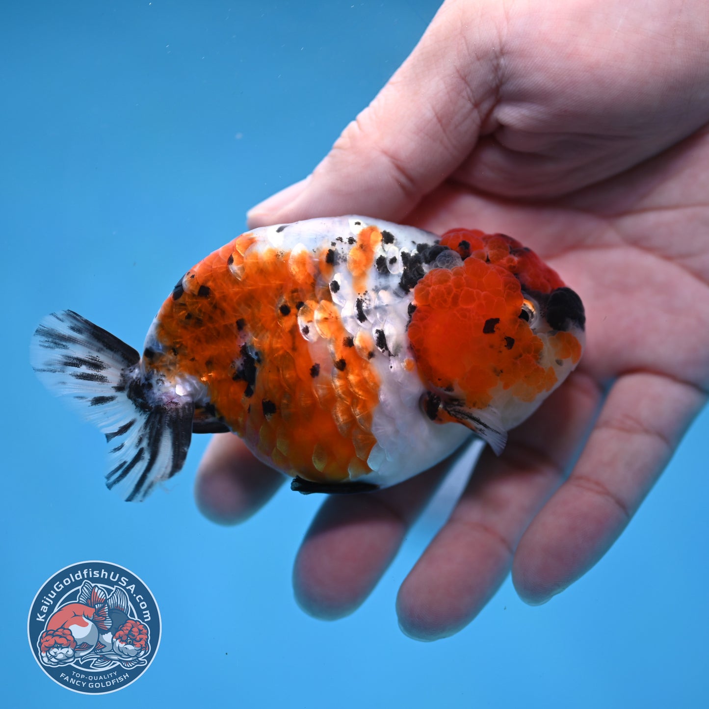 Calico Ranchu 3 inch Body (260213_RC04)