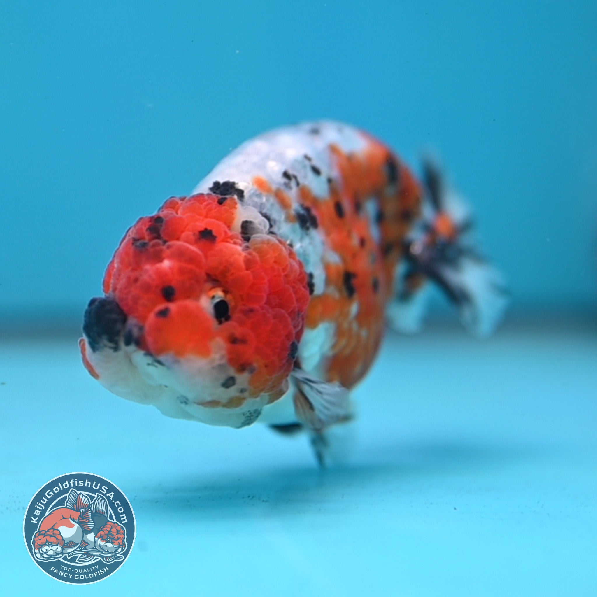 Calico Ranchu 3 inch Body (260213_RC04) – Kaiju Goldfish USA