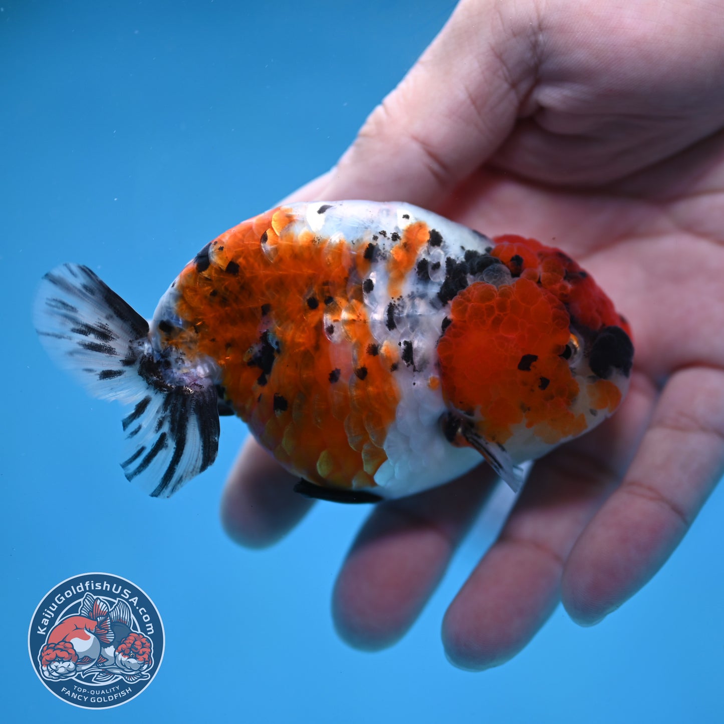 Calico Ranchu 3 inch Body (260213_RC04)