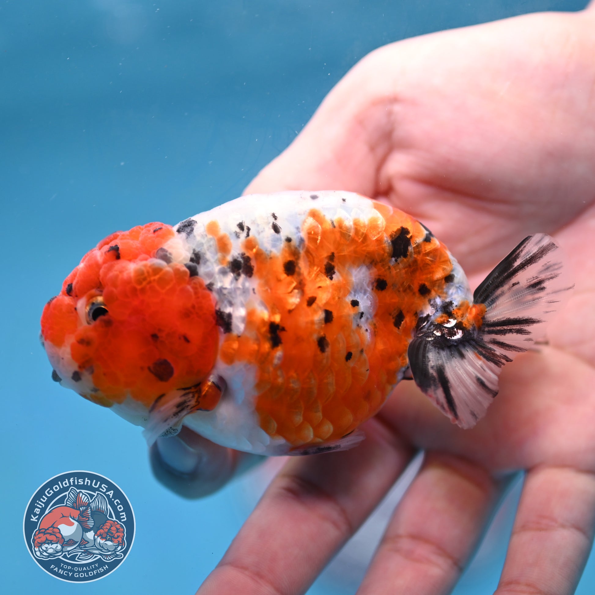 Calico Ranchu 3 inch Body (260213_RC04)