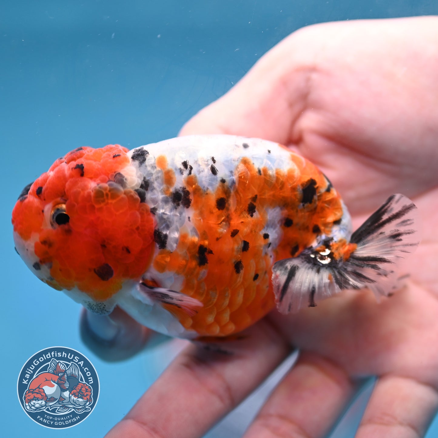 Calico Ranchu 3 inch Body (260213_RC04)