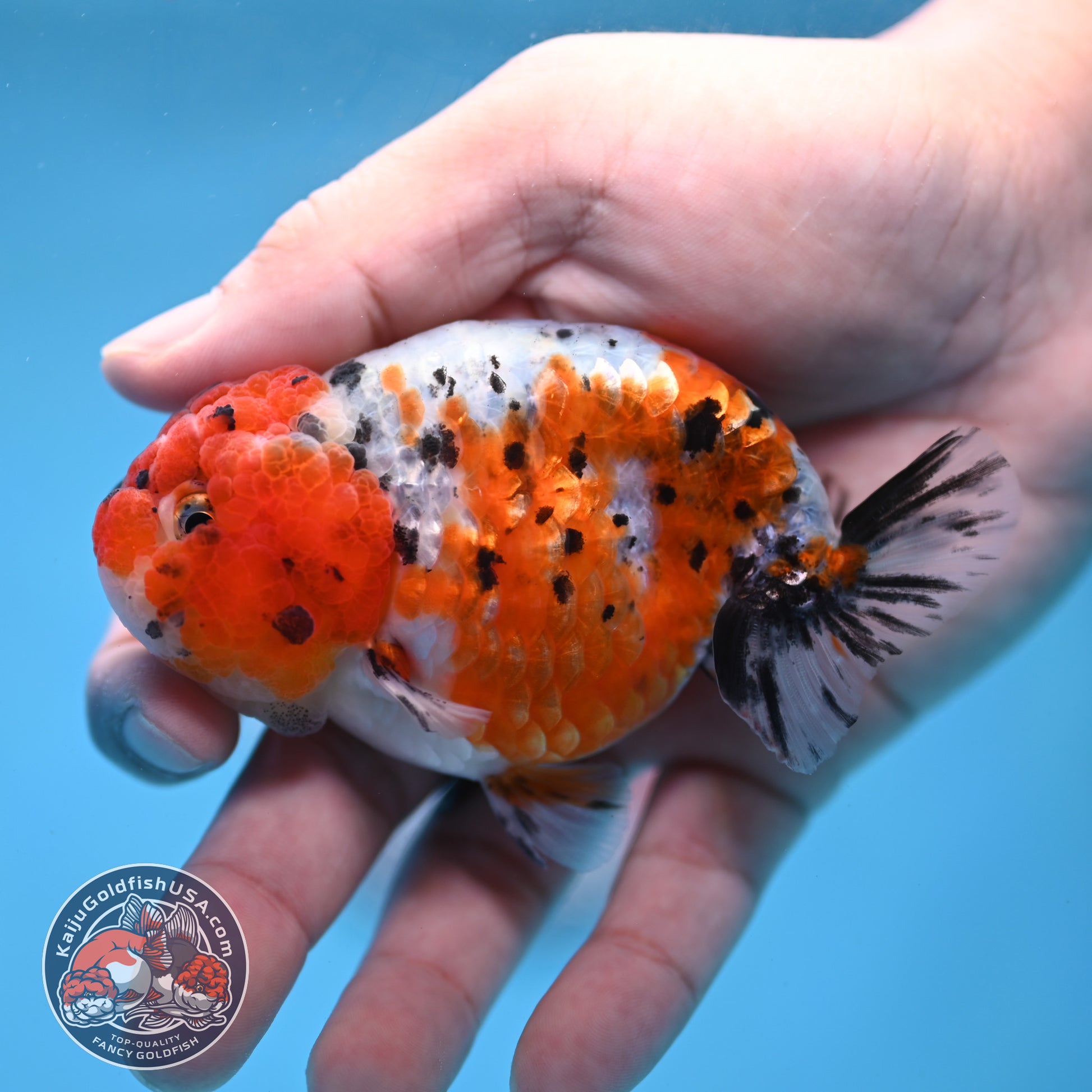 Calico Ranchu 3 inch Body (260213_RC04)