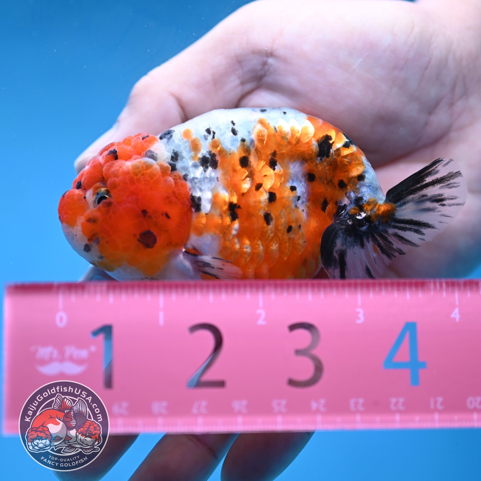 Calico Ranchu 3 inch Body (260213_RC04)