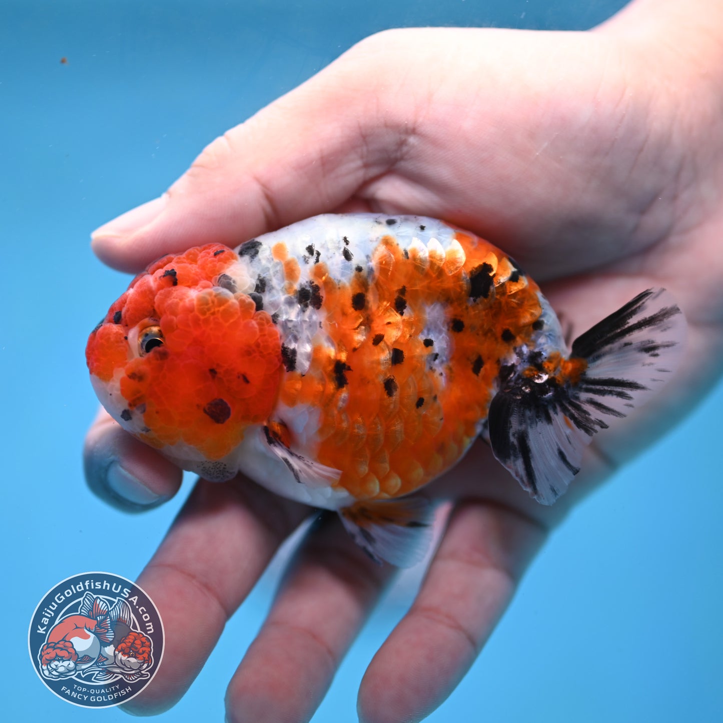 Calico Ranchu 3 inch Body (260213_RC04)