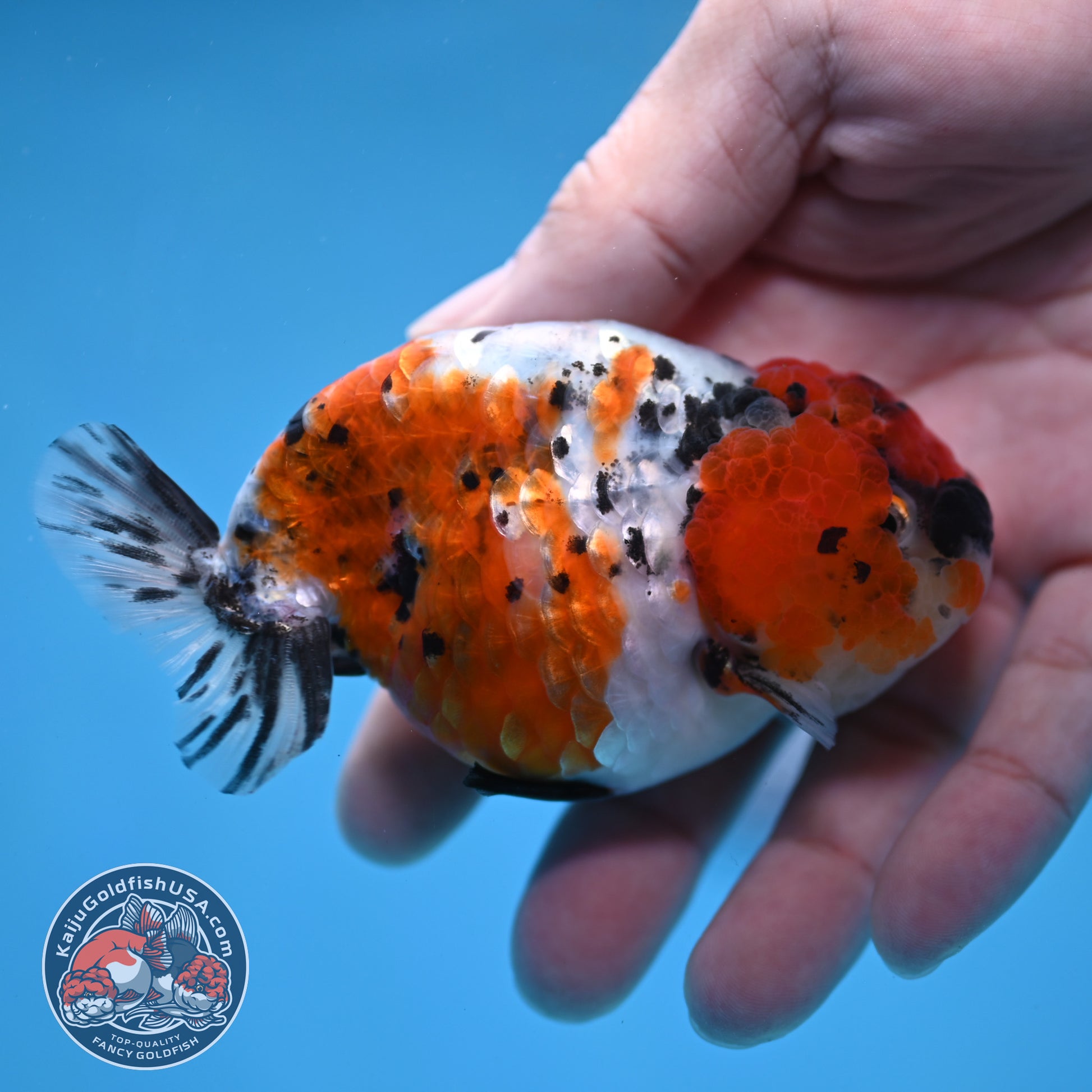 Calico Ranchu 3 inch Body (260213_RC04)