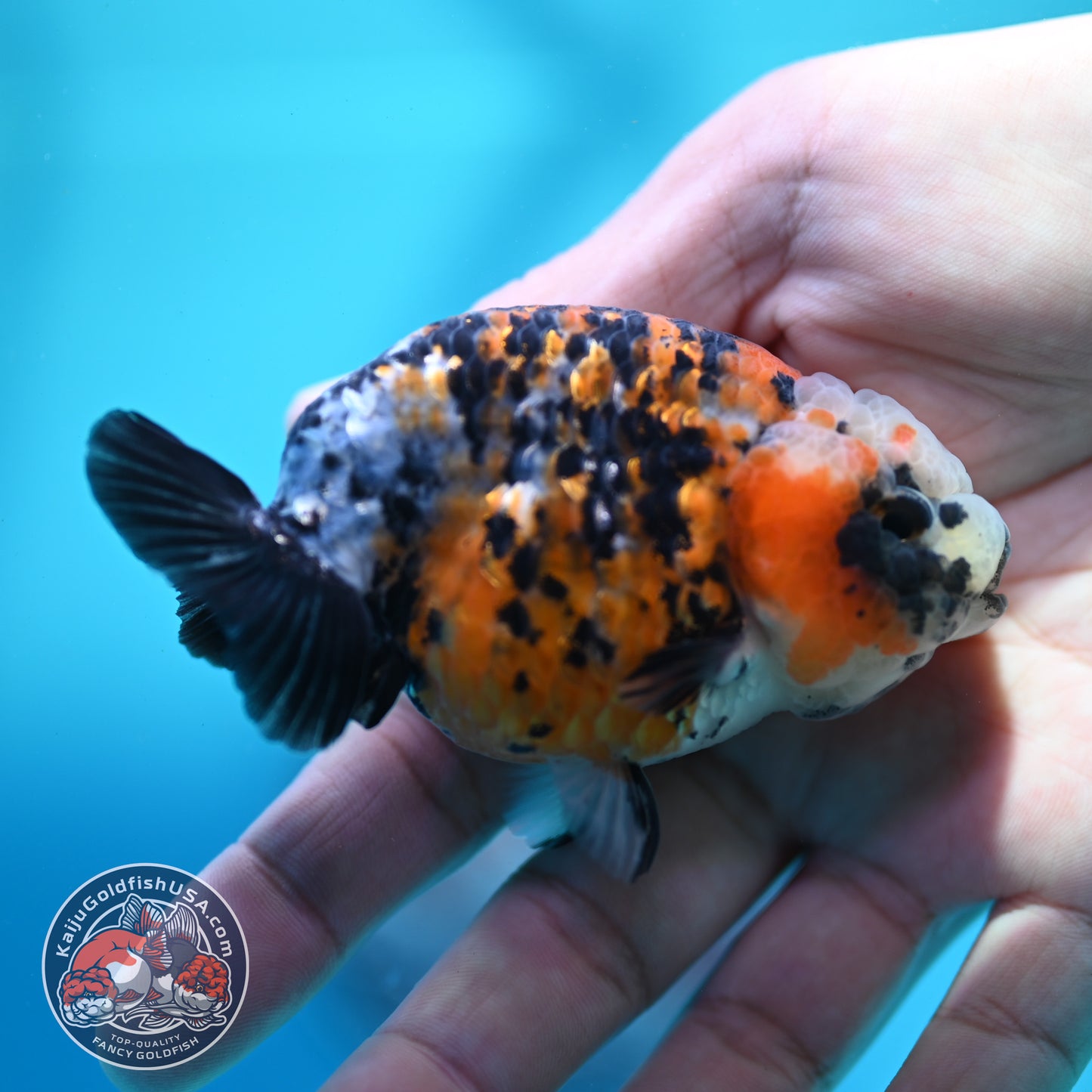 Calico Ranchu 3 inch Body (260508_RC07)