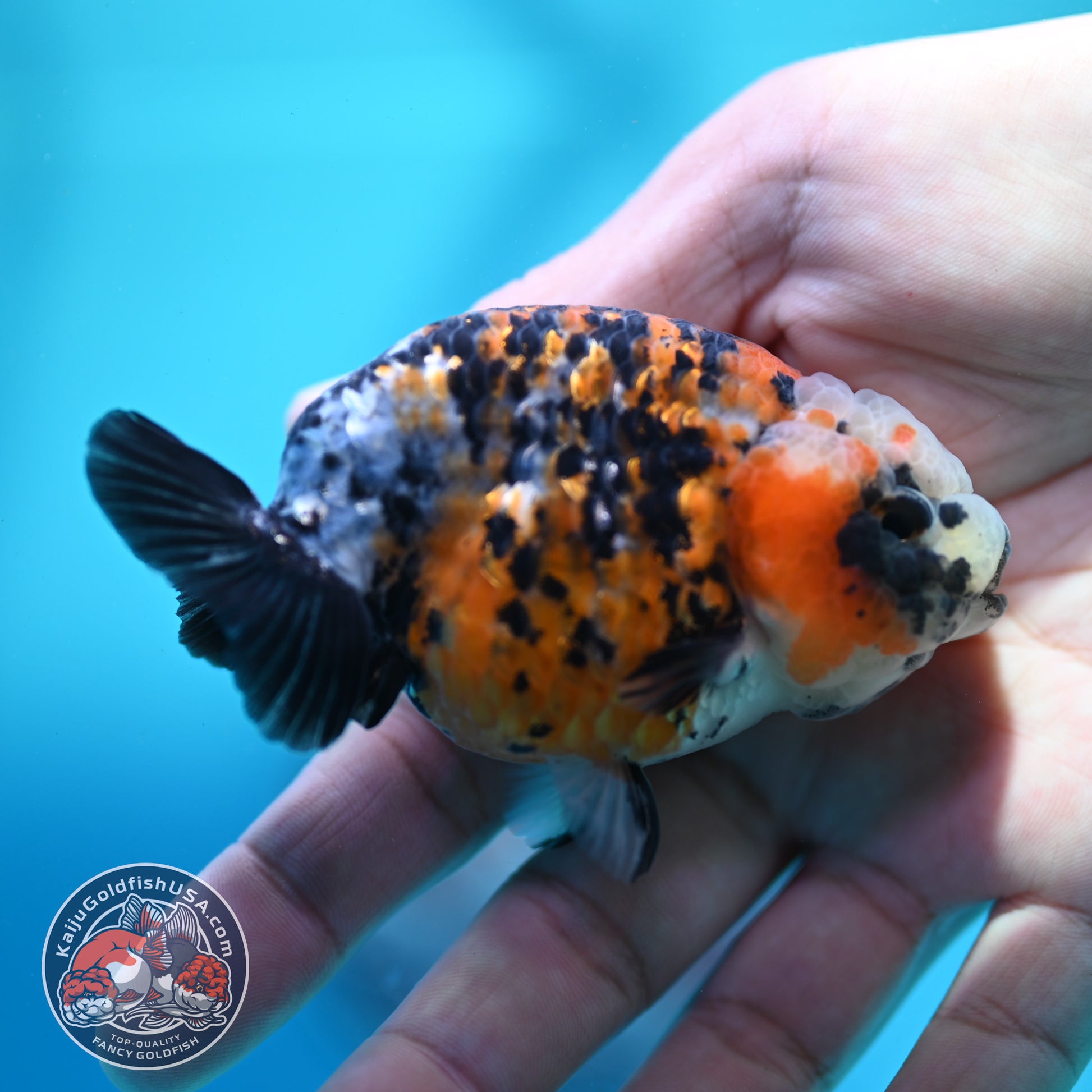 Calico Ranchu 3 inch Body (260508_RC07)