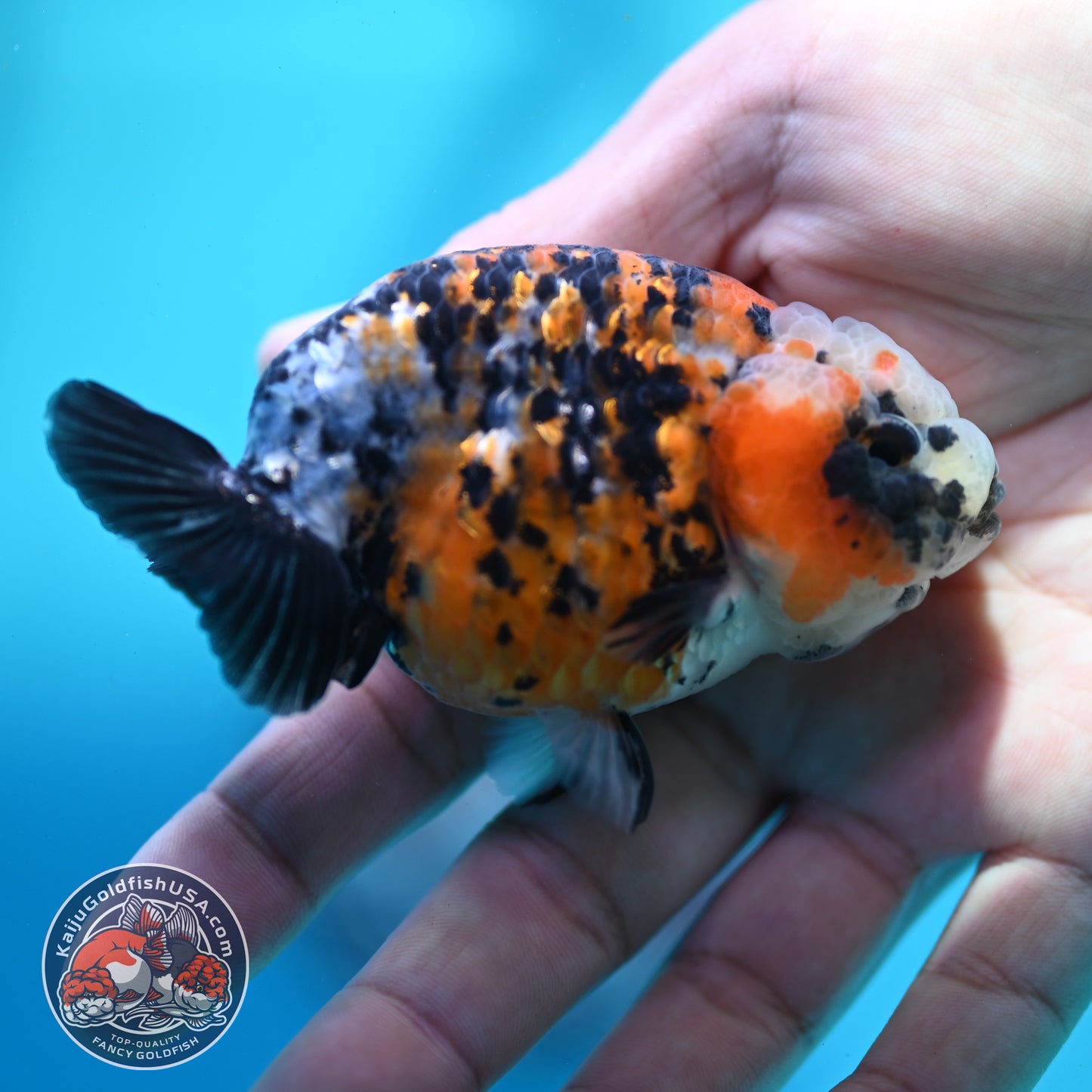 Calico Ranchu 3 inch Body (260508_RC07)