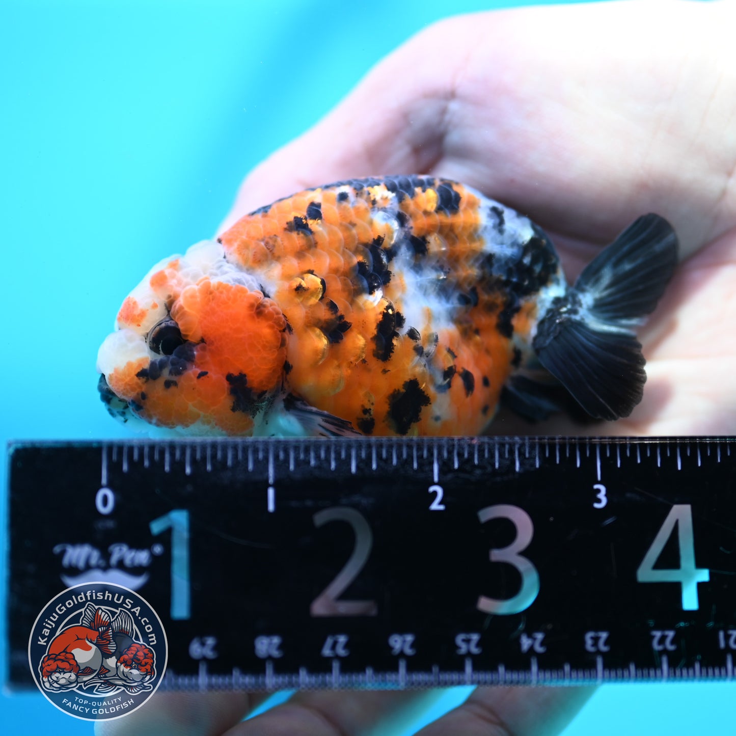 Calico Ranchu 3 inch Body (260508_RC07)