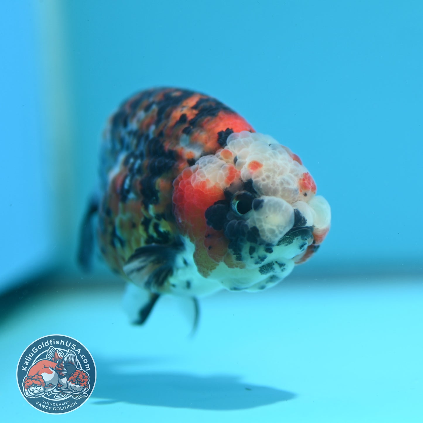 Calico Ranchu 3 inch Body (260508_RC07)