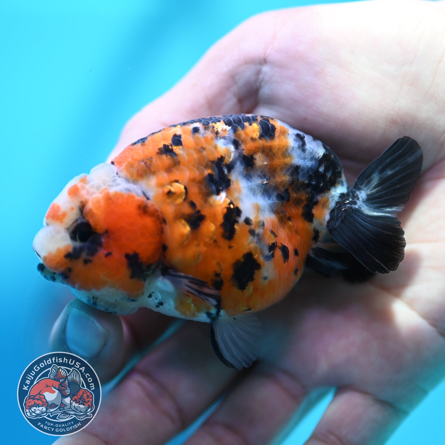 Calico Ranchu 3 inch Body (260508_RC07)