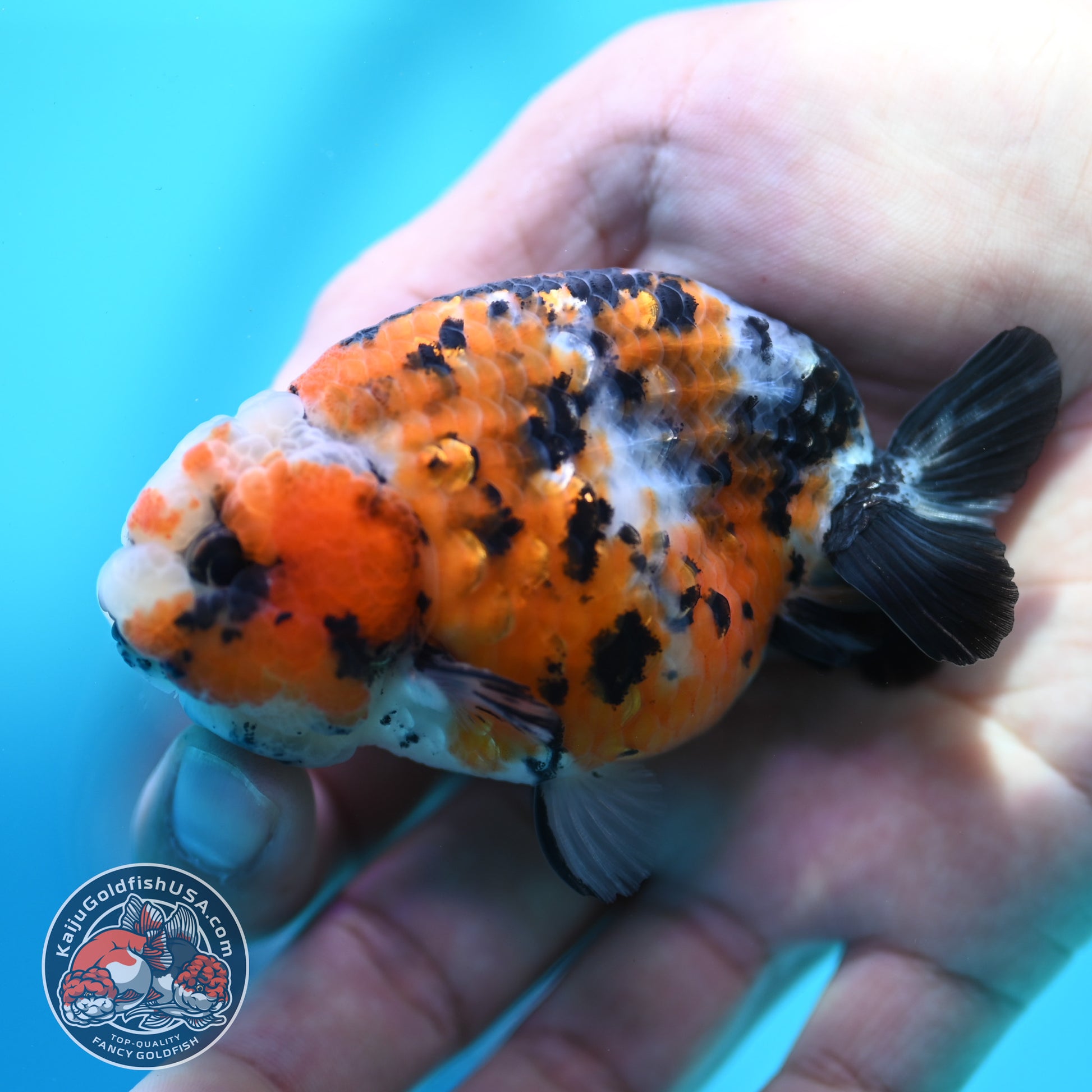 Calico Ranchu 3 inch Body (260508_RC07)