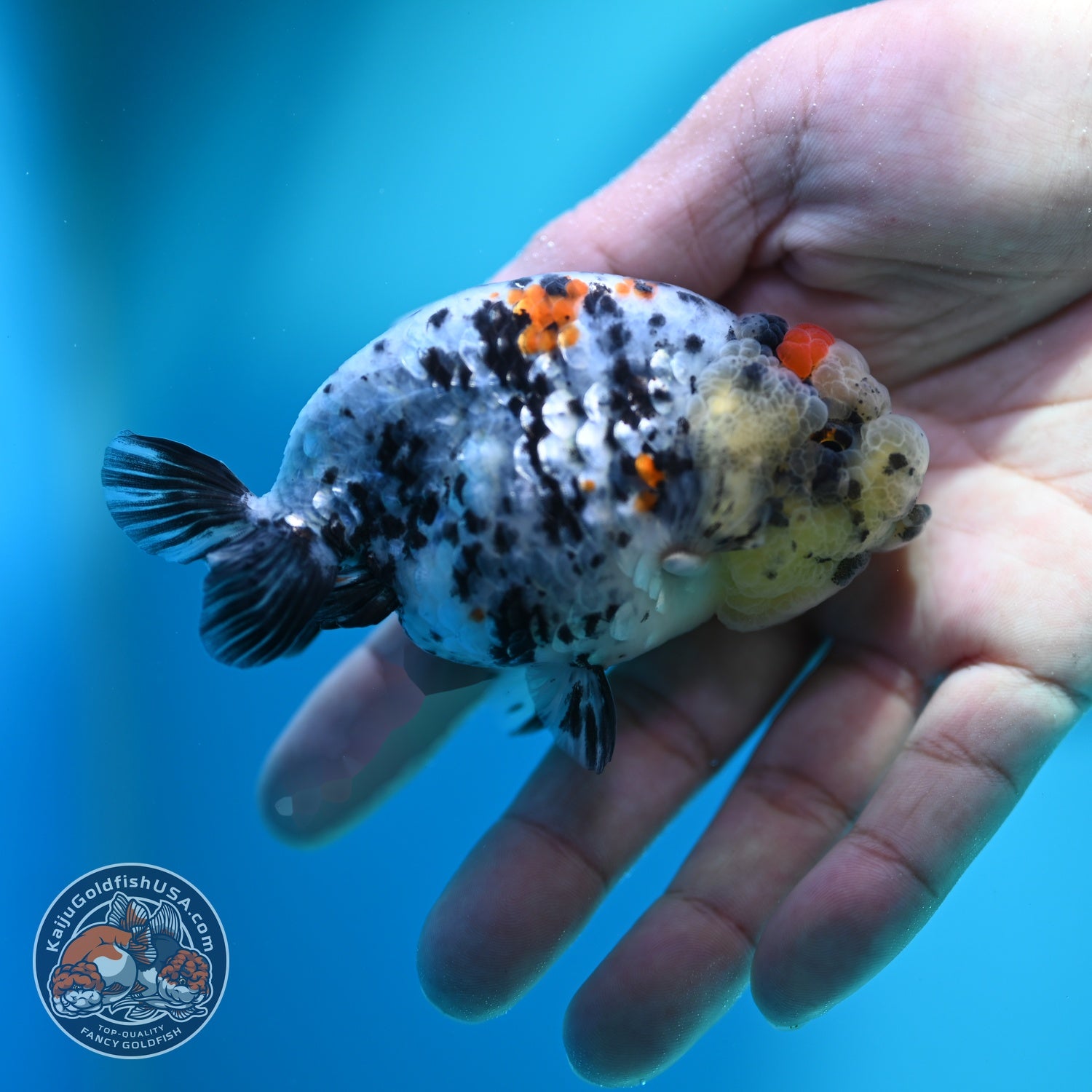 Calico Ranchu 3.2 inch Body (260612_RC06)