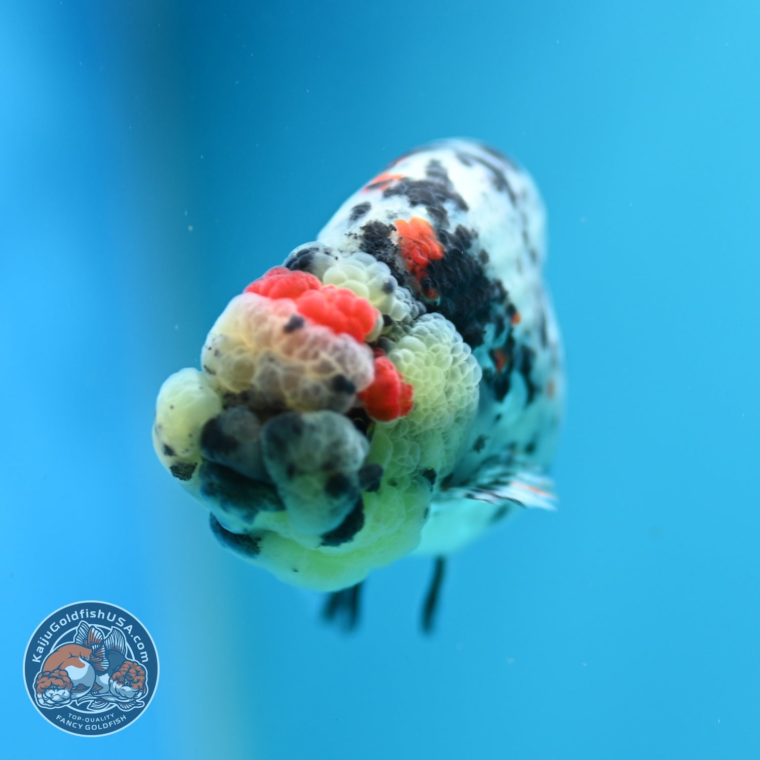 Calico Ranchu 3.2 inch Body (260612_RC06)