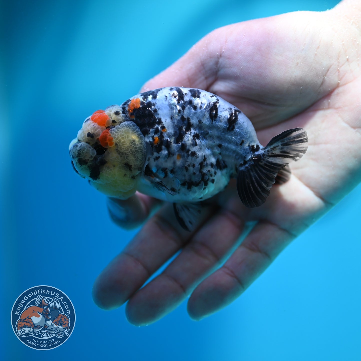 Calico Ranchu 3.2 inch Body (260612_RC06)
