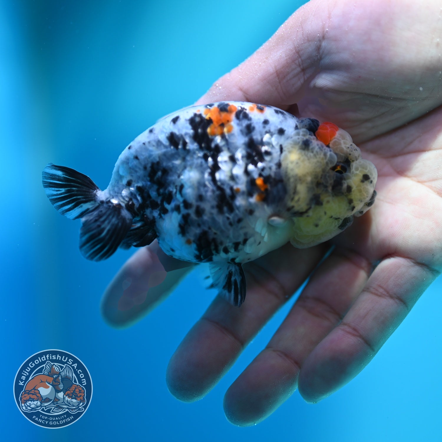 Calico Ranchu 3.2 inch Body (260612_RC06)