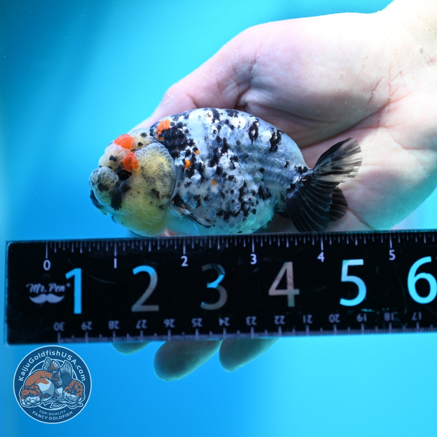 Calico Ranchu 3.2 inch Body (260612_RC06)