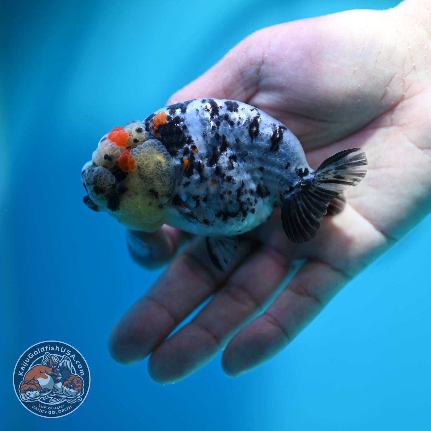 Calico Ranchu 3.2 inch Body (260612_RC06)