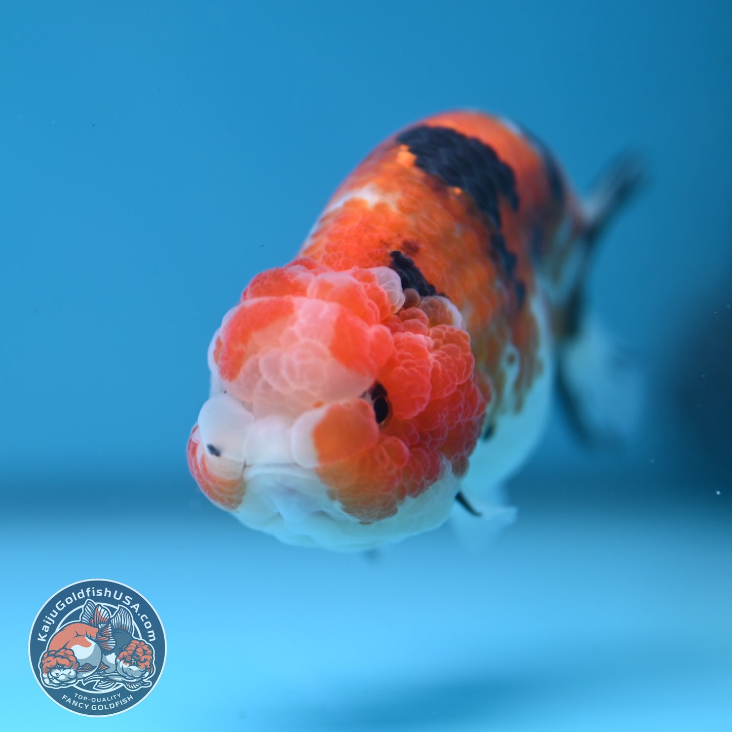 Calico Ranchu 3.5 inch Body (251107_RC04)