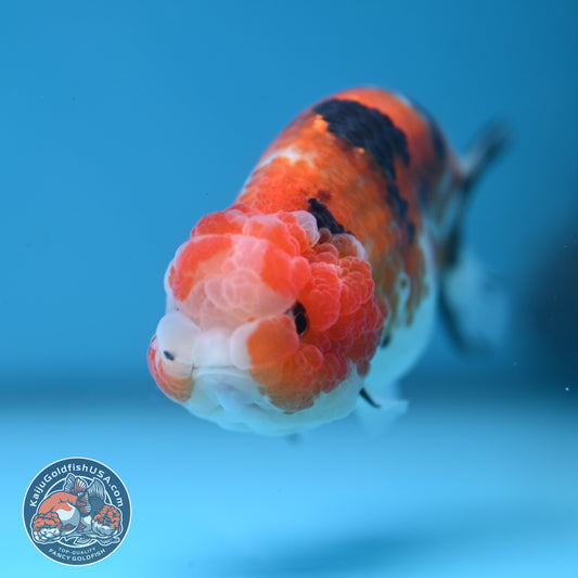 Calico Ranchu 3.5 inch Body (251107_RC04)